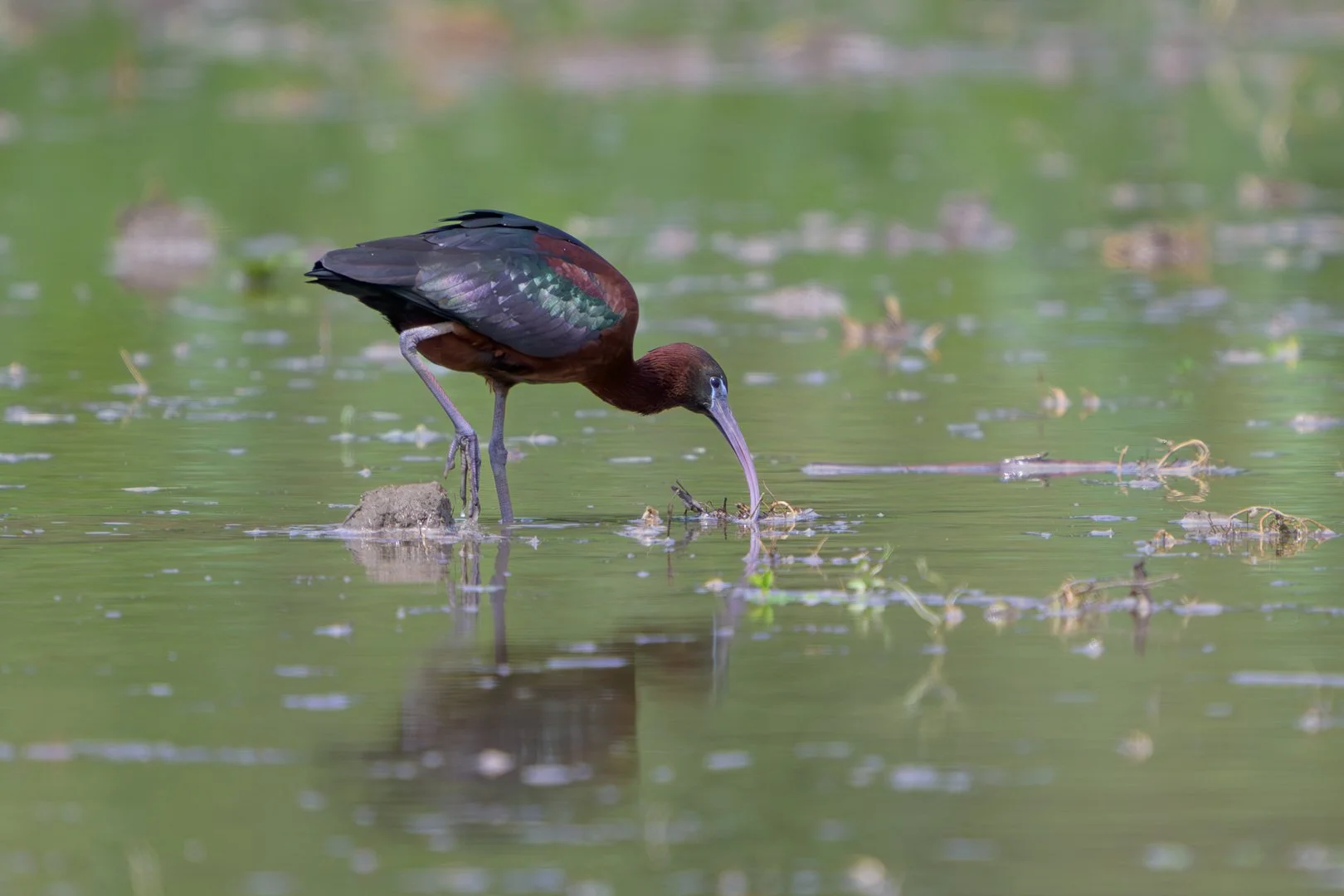 20250505_131721_IbisFalcinelle_mai2025_JZ9_6879-Avec accentuation-Bruit_1080.jpg