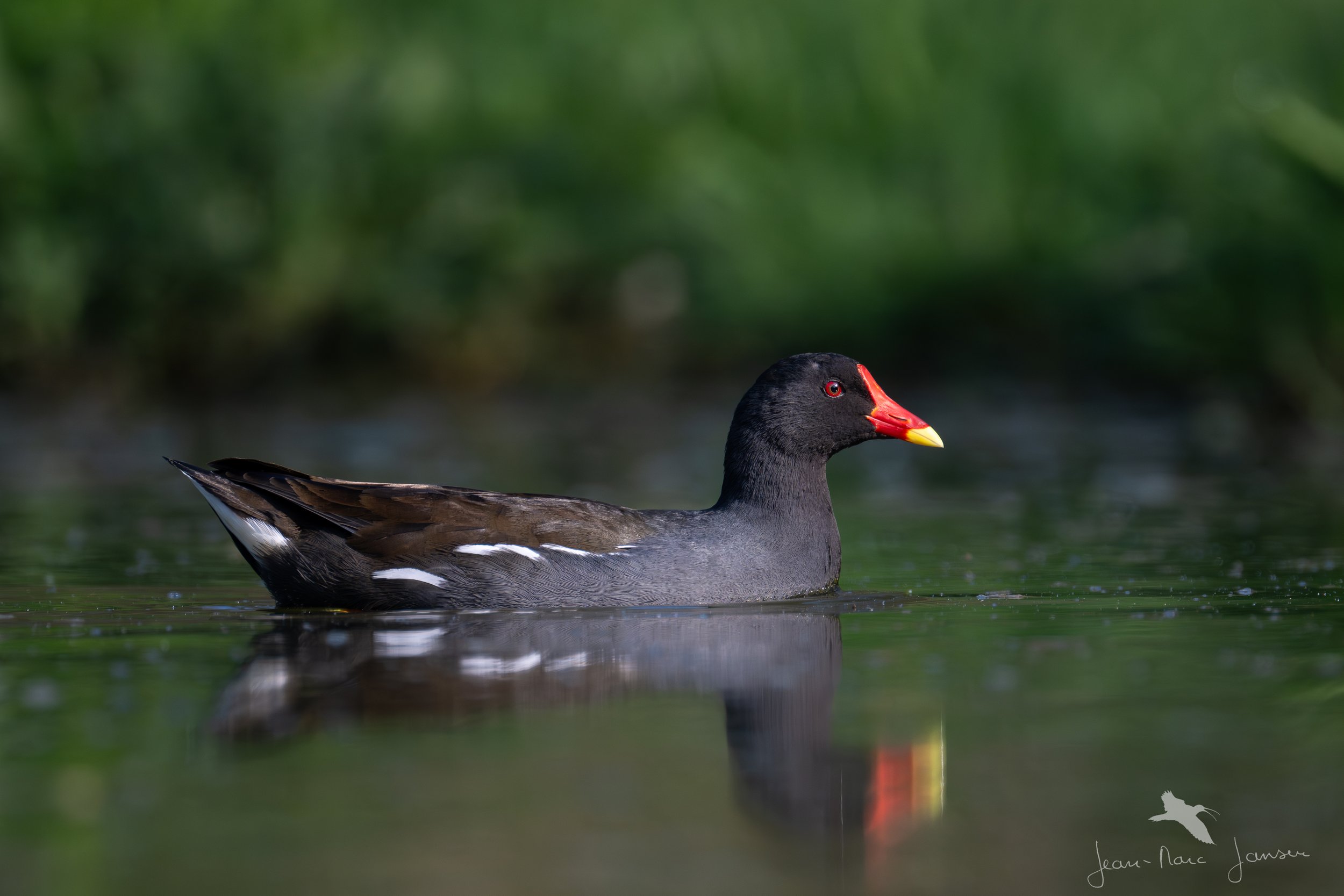 20230419_095825_Gallinule_Poule_D_eauJZ9_4150-_4K.jpg