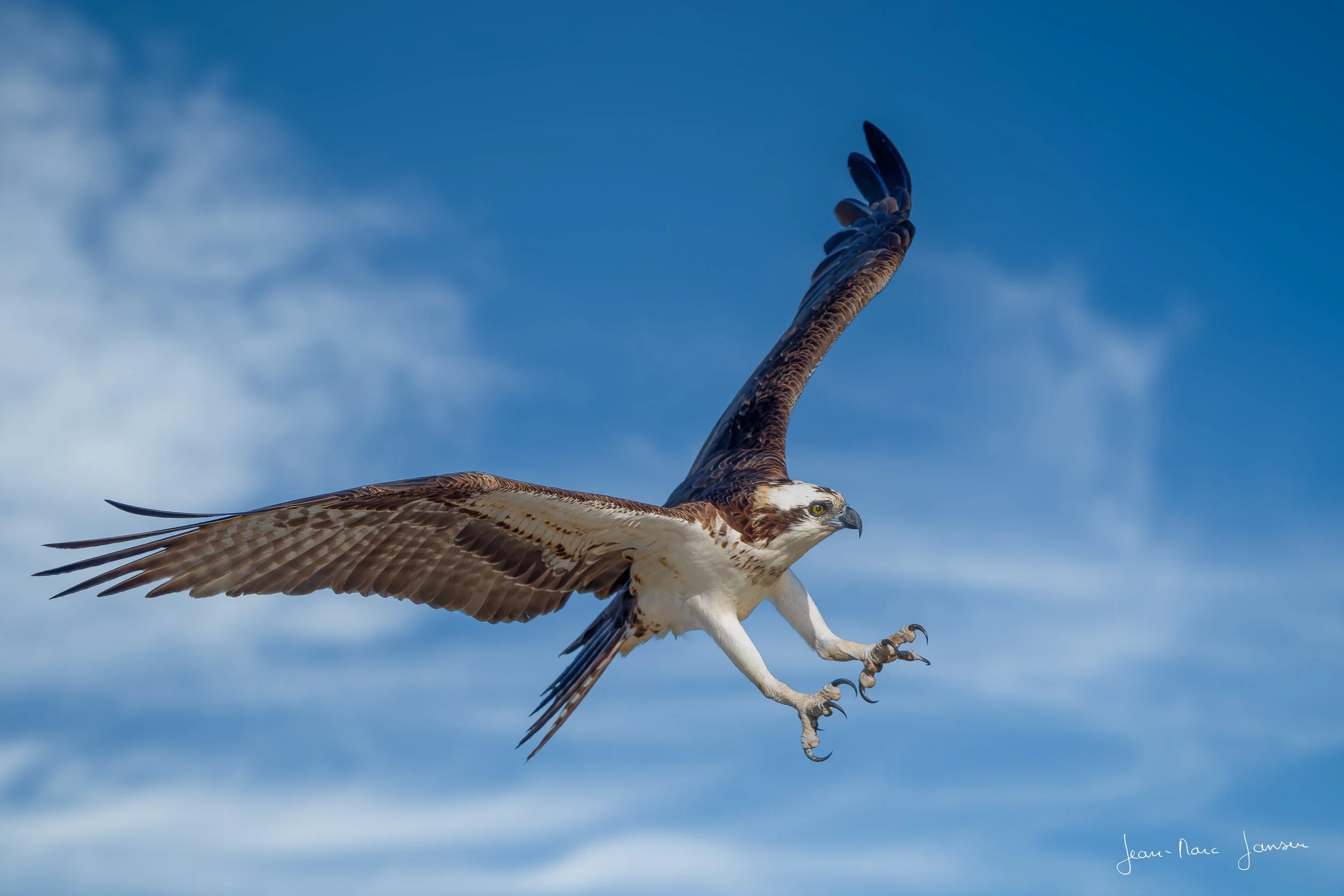 Balbuzard_Jean-MarcJANSEN_J85_2039_DxO_4K.jpg