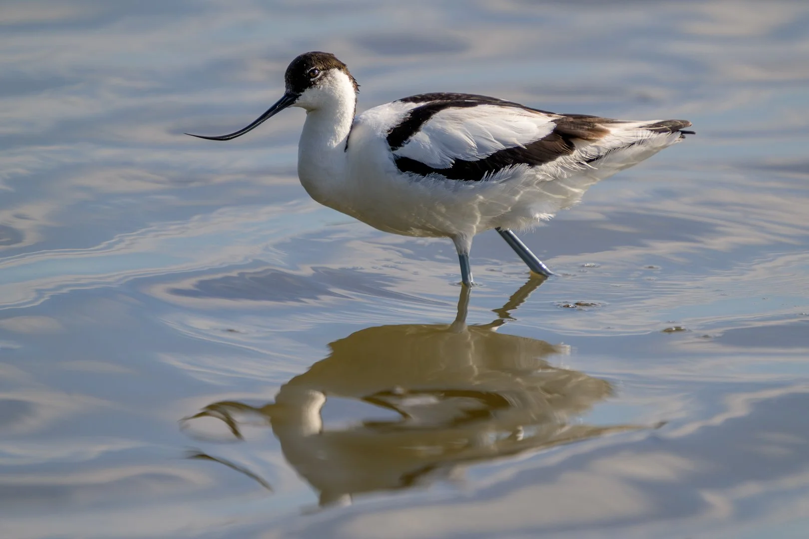 AvocetteElegante_20250507_165124_J_1080.jpg