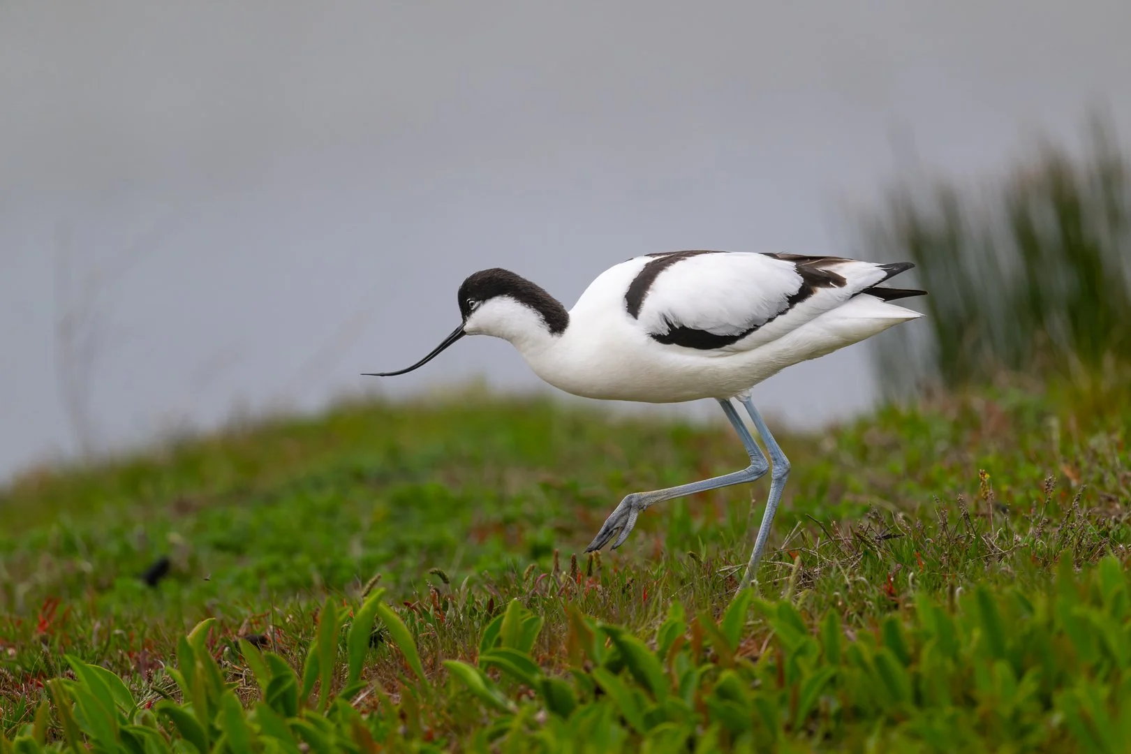 AvocetteElegante_1080.jpg