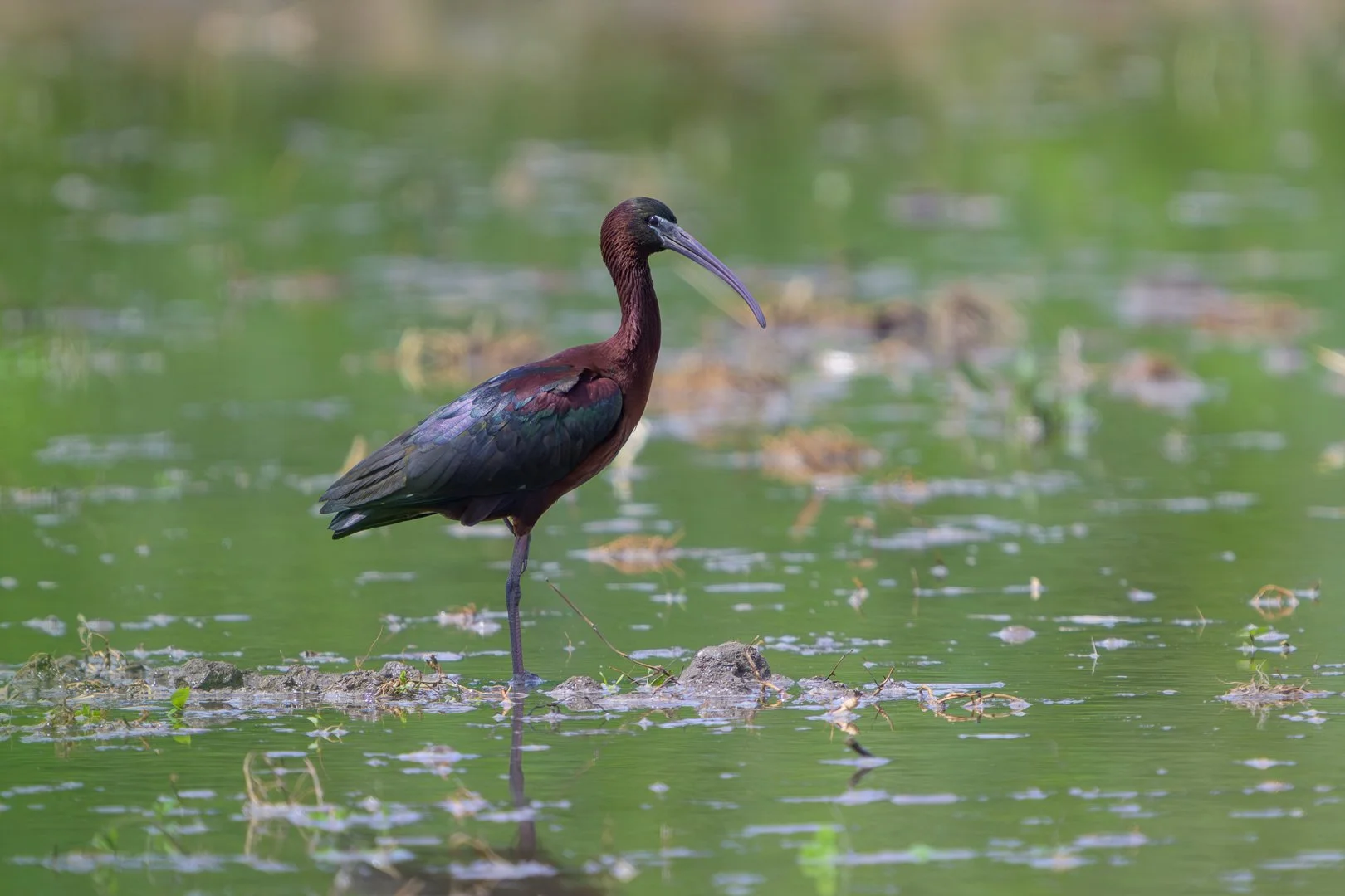 20250505_131531_IbisFalcinelle_mai2025_JZ9_6846-Avec accentuation-Bruit_1080.jpg