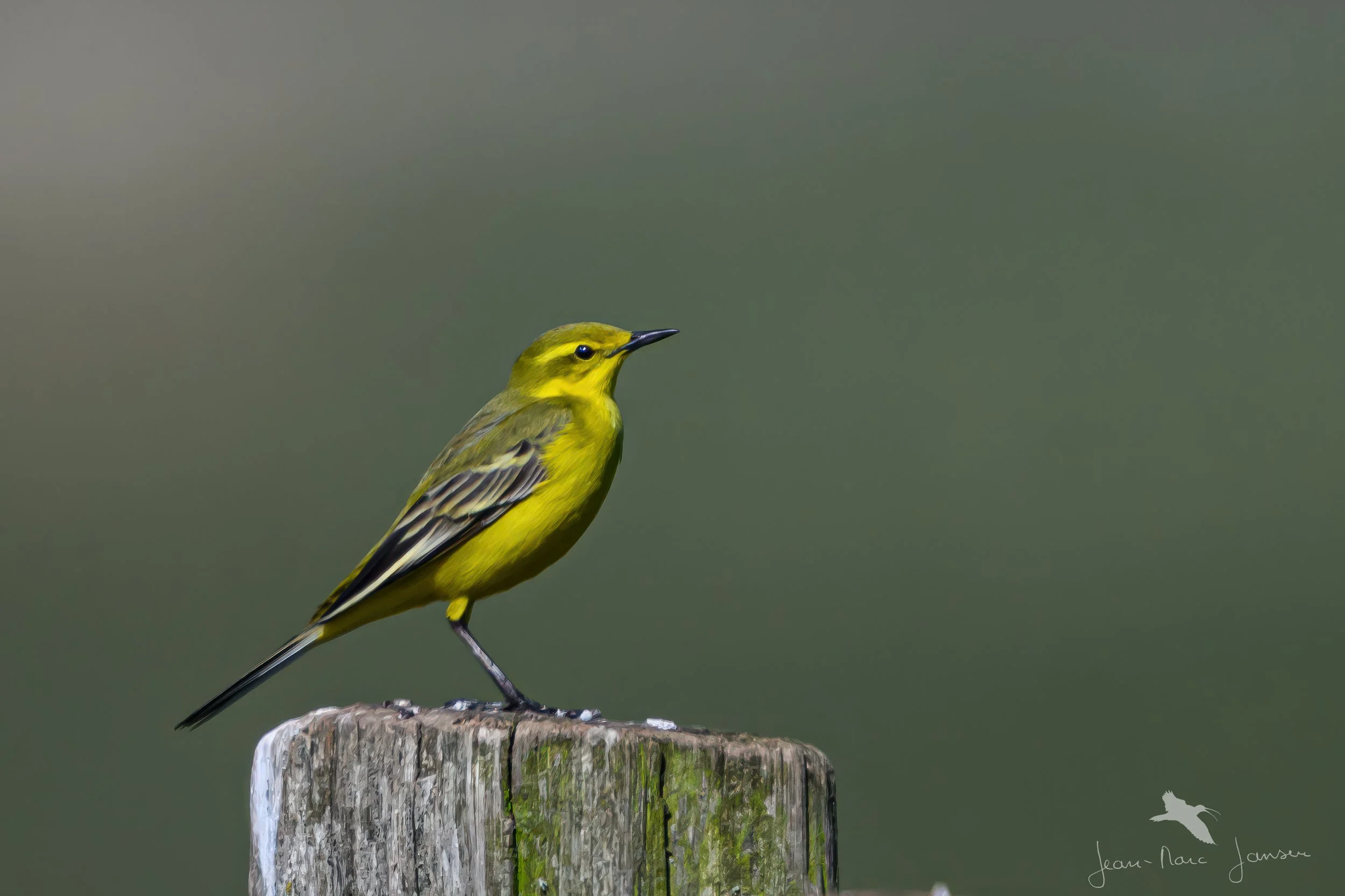 20250407_102502_JZ8_3540-gigapixel-standard v2-2x_4K.jpg