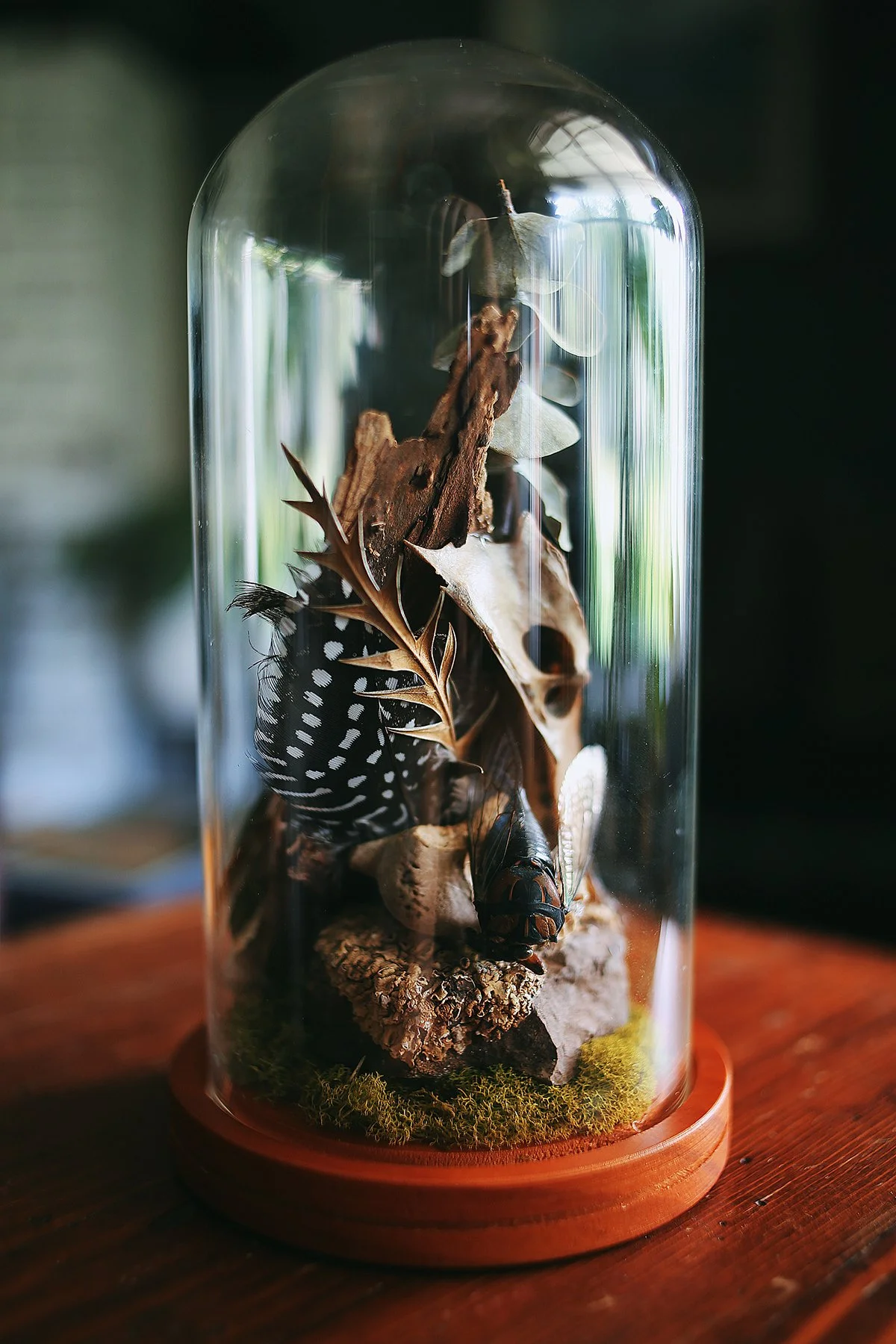 Insect and Terrarium Building