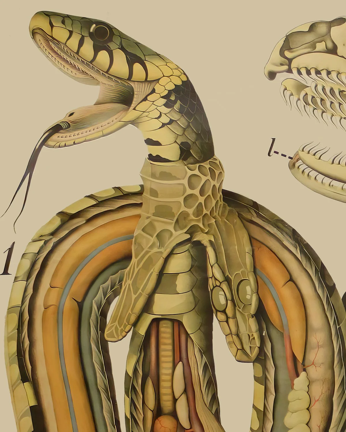 Eurasian Grass Snake (Tropidonotis Natrix)