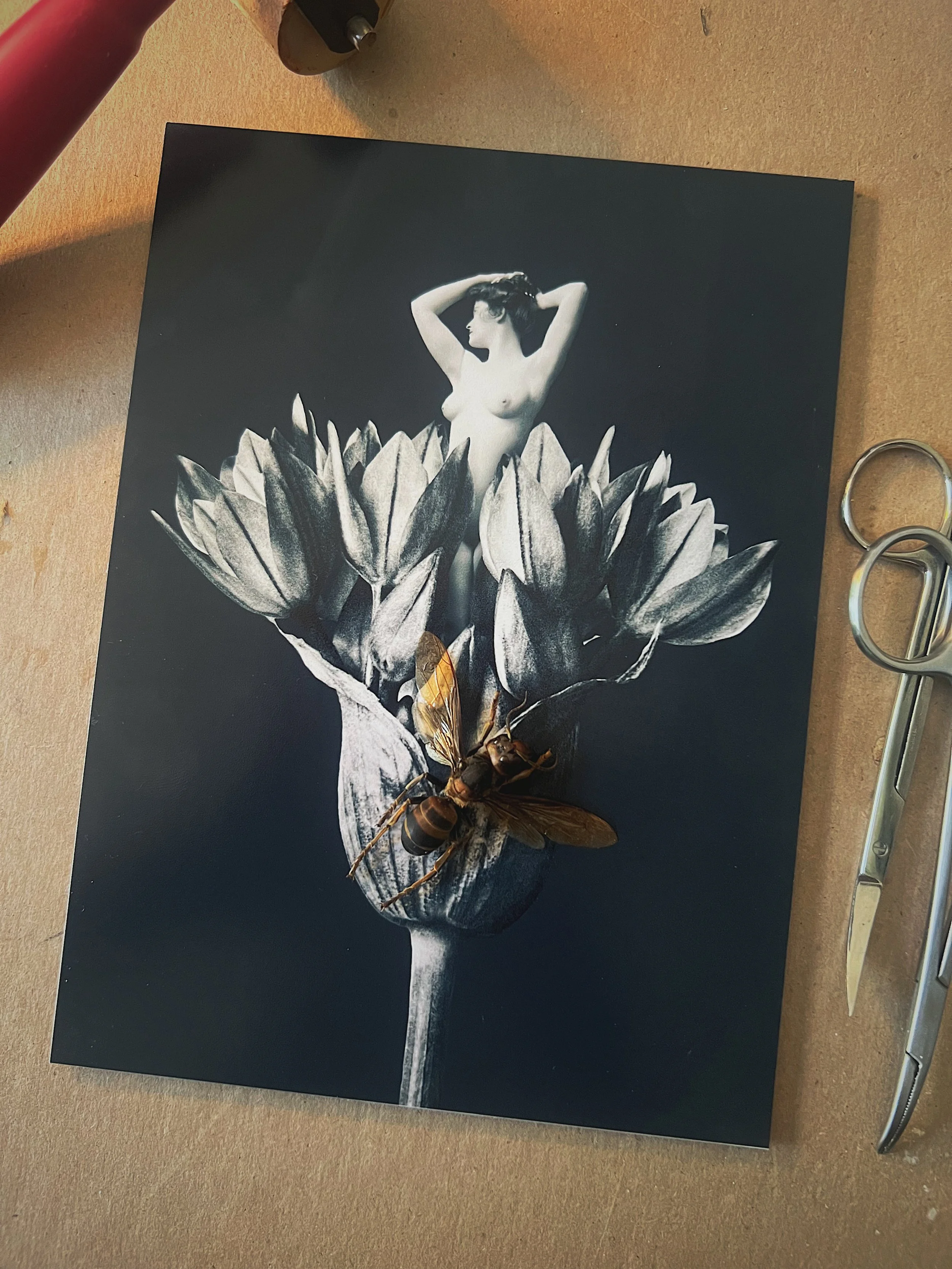 Yellow-Vented Hornet