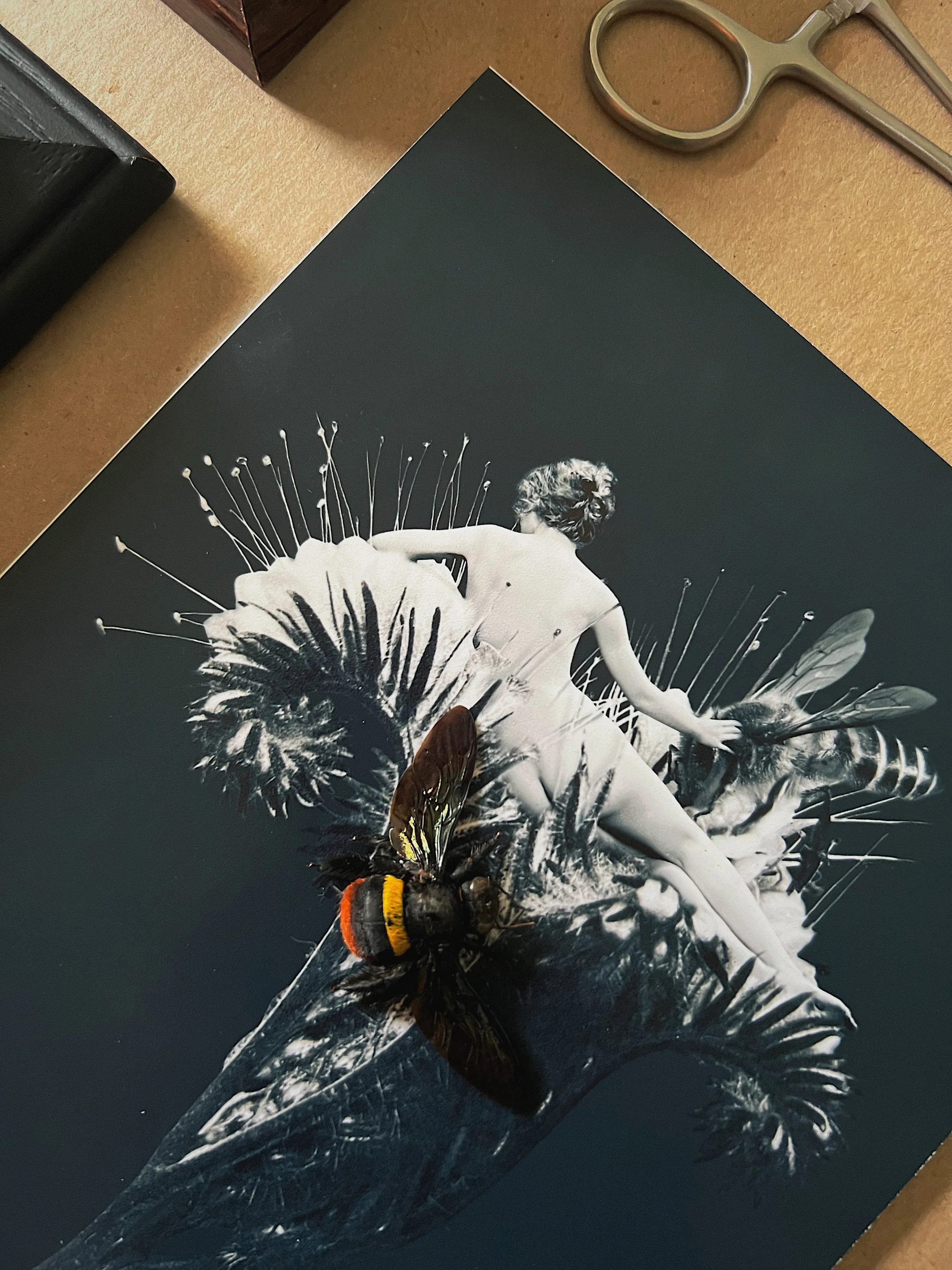 Tricolor Carpenter Bee