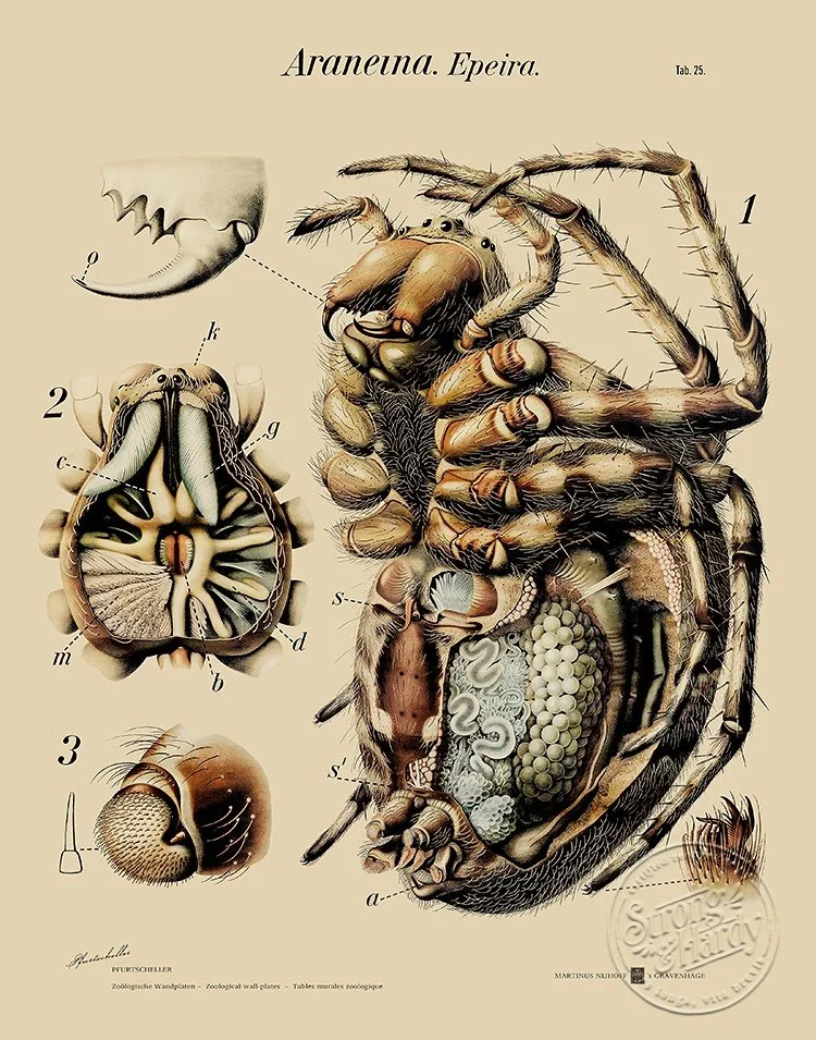 Paul Pfurtscheller was an Austrian zoologist, science educator, and talented illustrator best known for his beautifully detailed Zoological Wall Charts, which became iconic in biology classrooms across Europe in the early 20th century. Created betwee