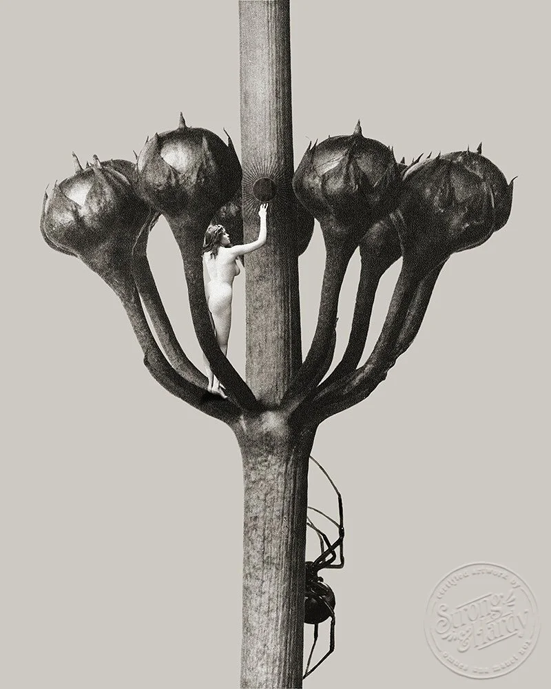 The woman is just me trying to make art and survive. The black widow is all the relentless terrible bullshit in the world.

Created utilizing Karl Blossfeldt&rsquo;s stunning photographs of magnified plant surfaces from the early 20th century (ground