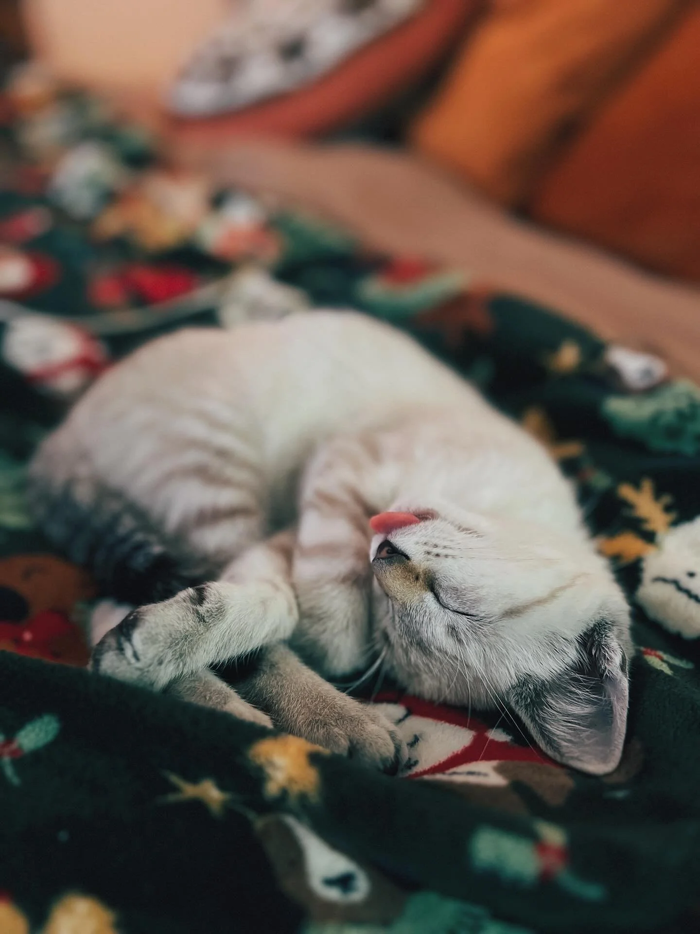 Guys. I&rsquo;m in trouble.
We&rsquo;re fostering this kitten and I&rsquo;ve completely fallen head over heels for him. 😭 I wanna keep him but Mike is saying no. Something about the extra cost for boarding yet another pet when we&rsquo;re traveling 