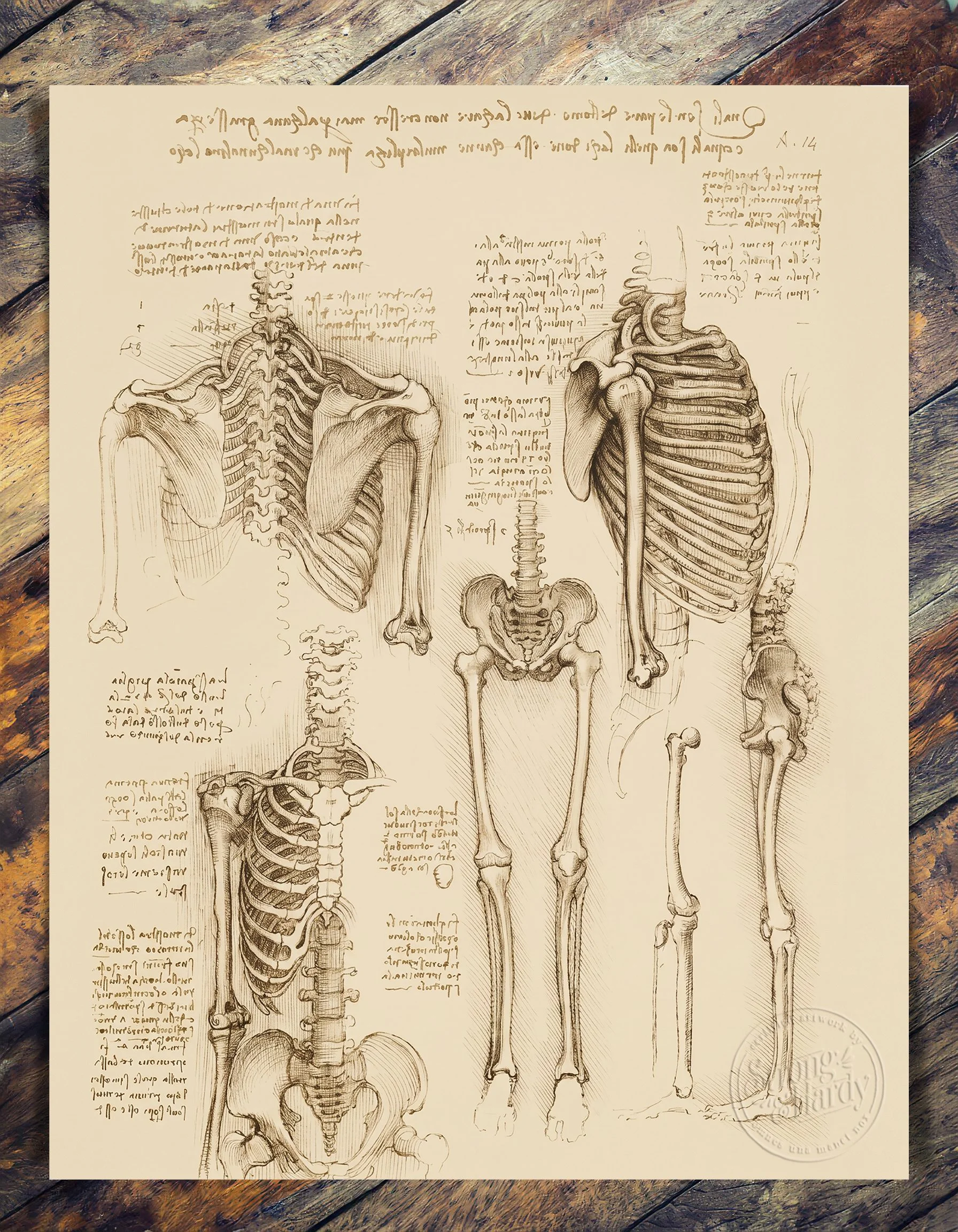 Leonardo's Anatomical Studies