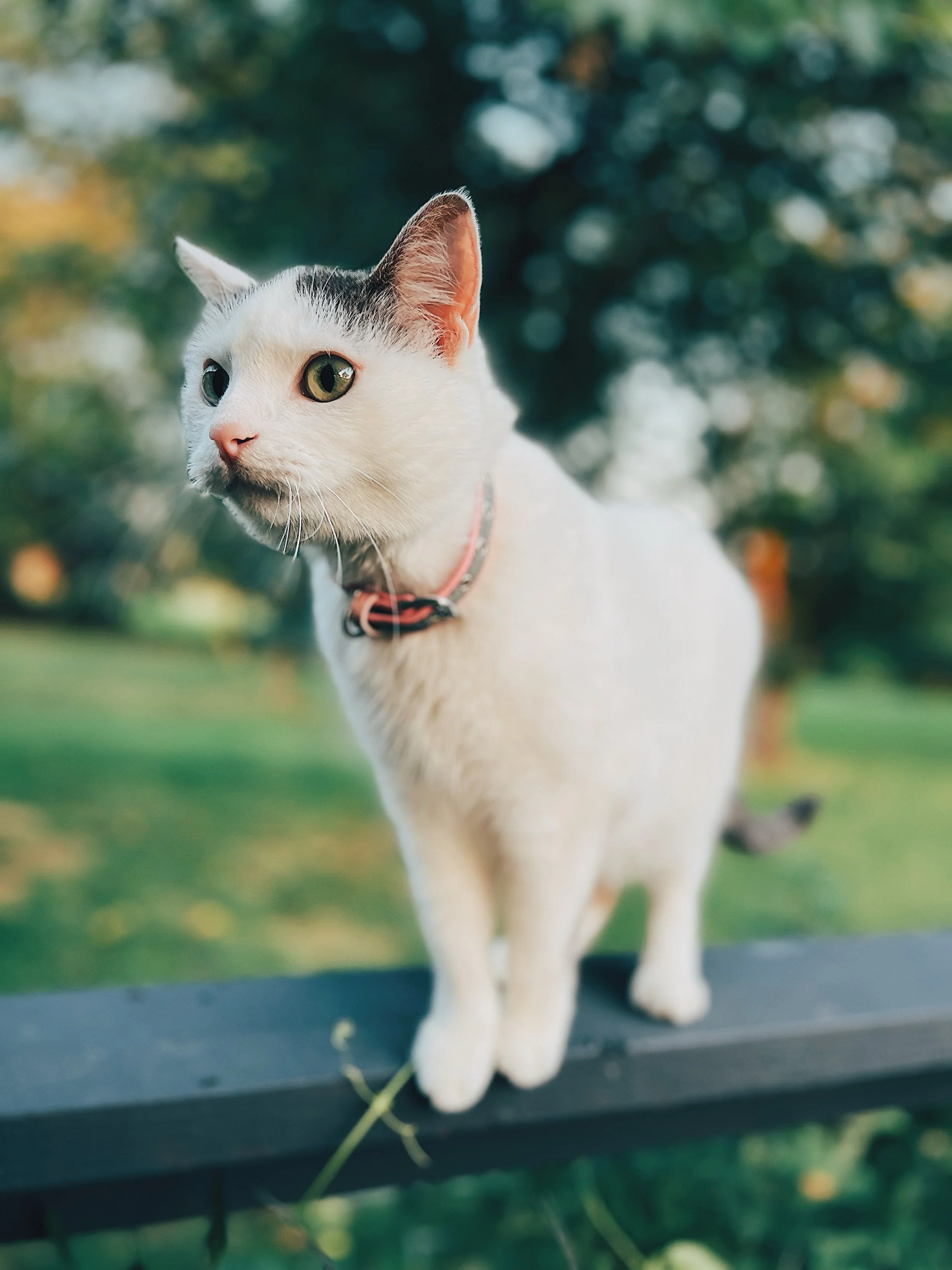 We had to say goodbye to our sweet and sour Jean girl on Monday and I am completely shattered.

Jean was the first pet Mike and I adopted together back in 2014. We wanted a pal for my kitty, Blue, who had lost his other pal, Frodo, when my ex and I s