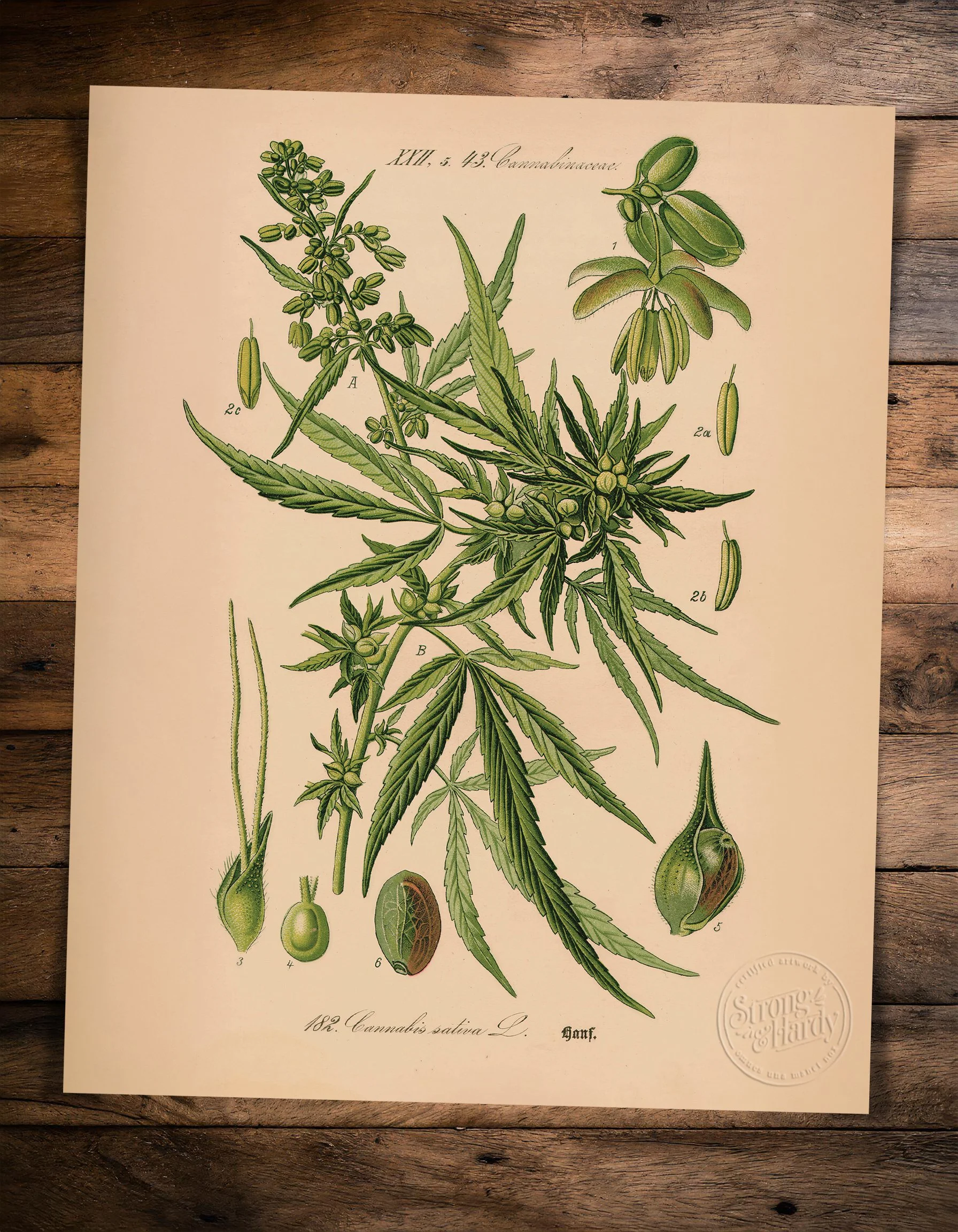 Cannabis