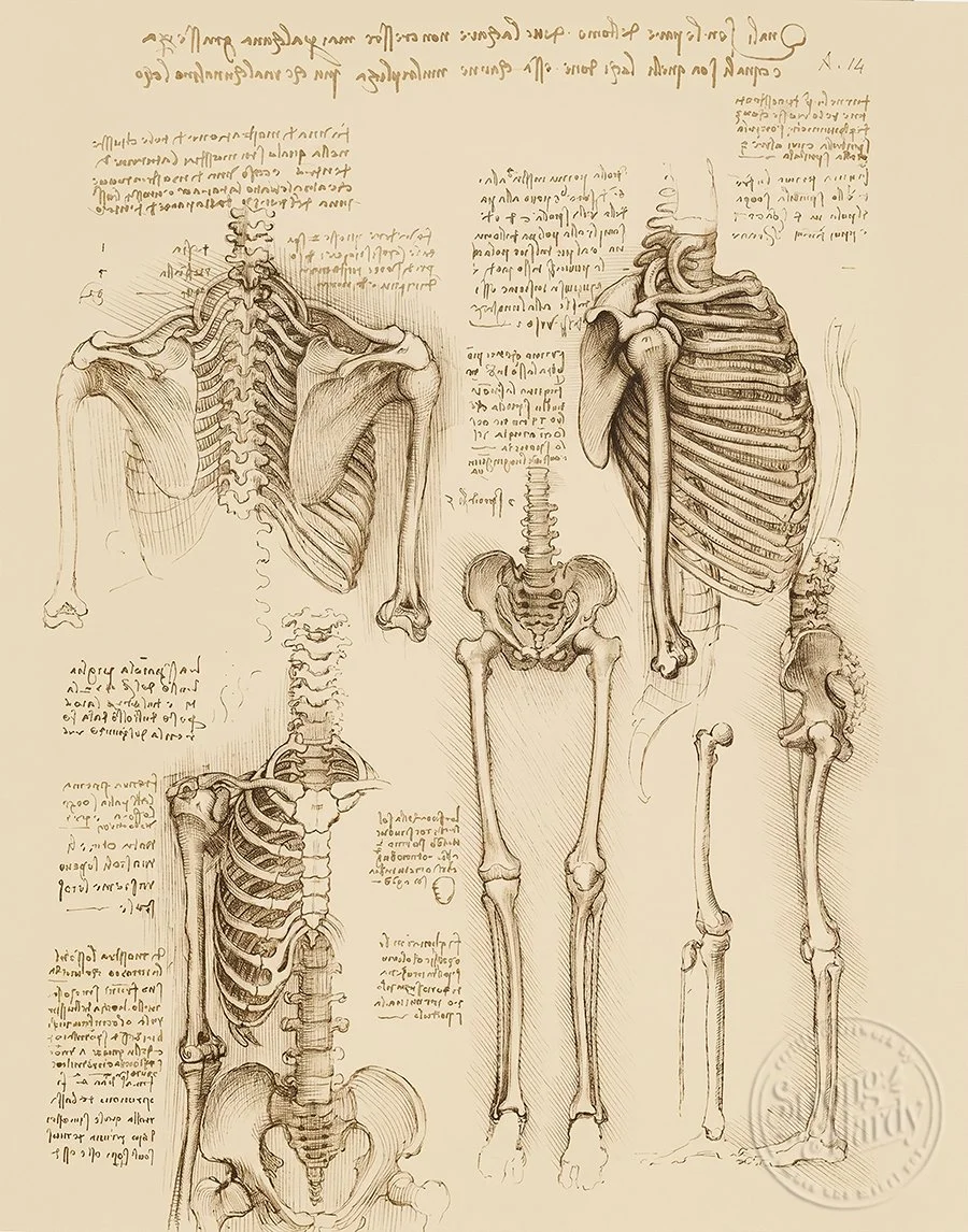 Leonardo’s Anatomical Studies