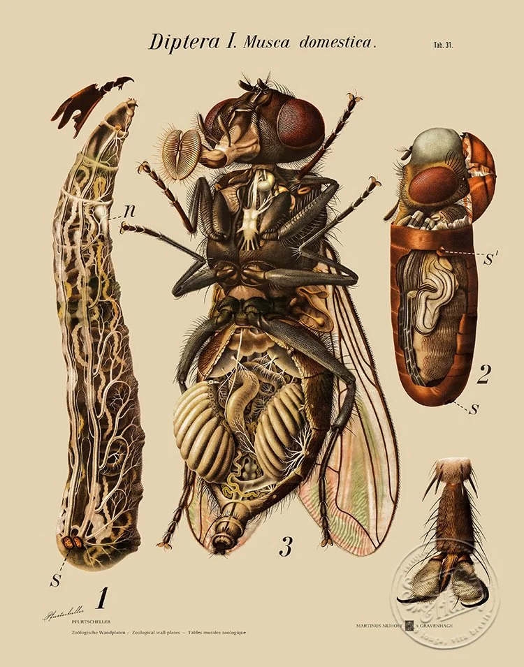 Fly_DipteraI_Paul_Pfurtscheller-8x10in-11x14in.jpg