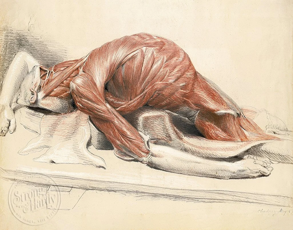 Cadaver Chalk Drawing Reclining Figure