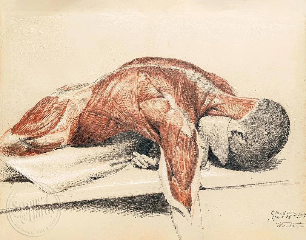 Cadaver Chalk Drawing Prone Figure