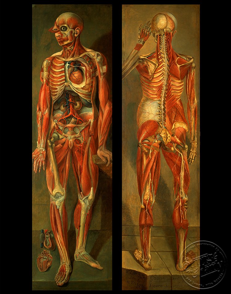 Human_Dissections-Two_Anatomical_Figures-Gautier-11x14in.jpg