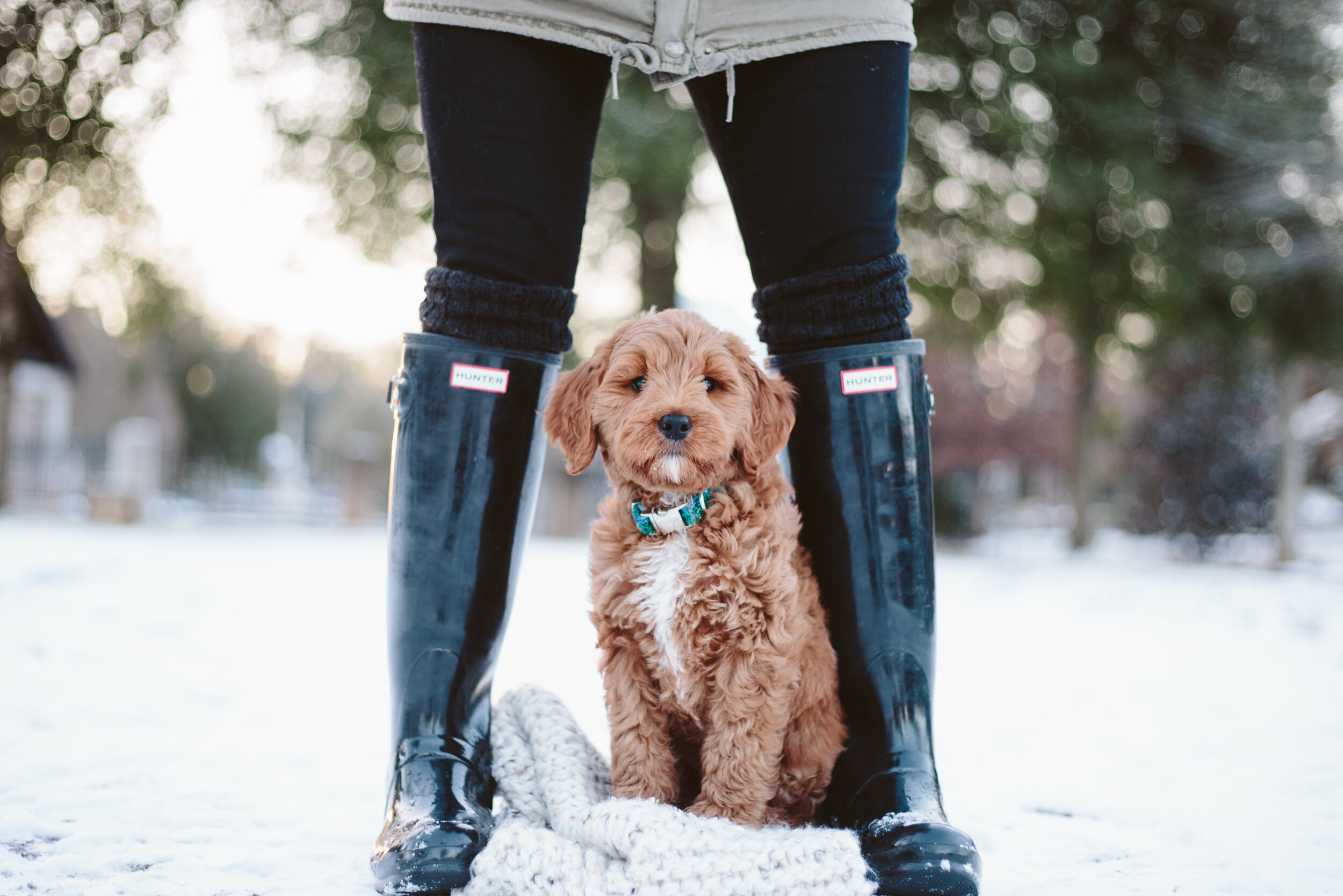 Knoxville-Snow-Sequoyah-Hills-Couple-Photos-with-Goldendoodle-Puppy-1050.jpg