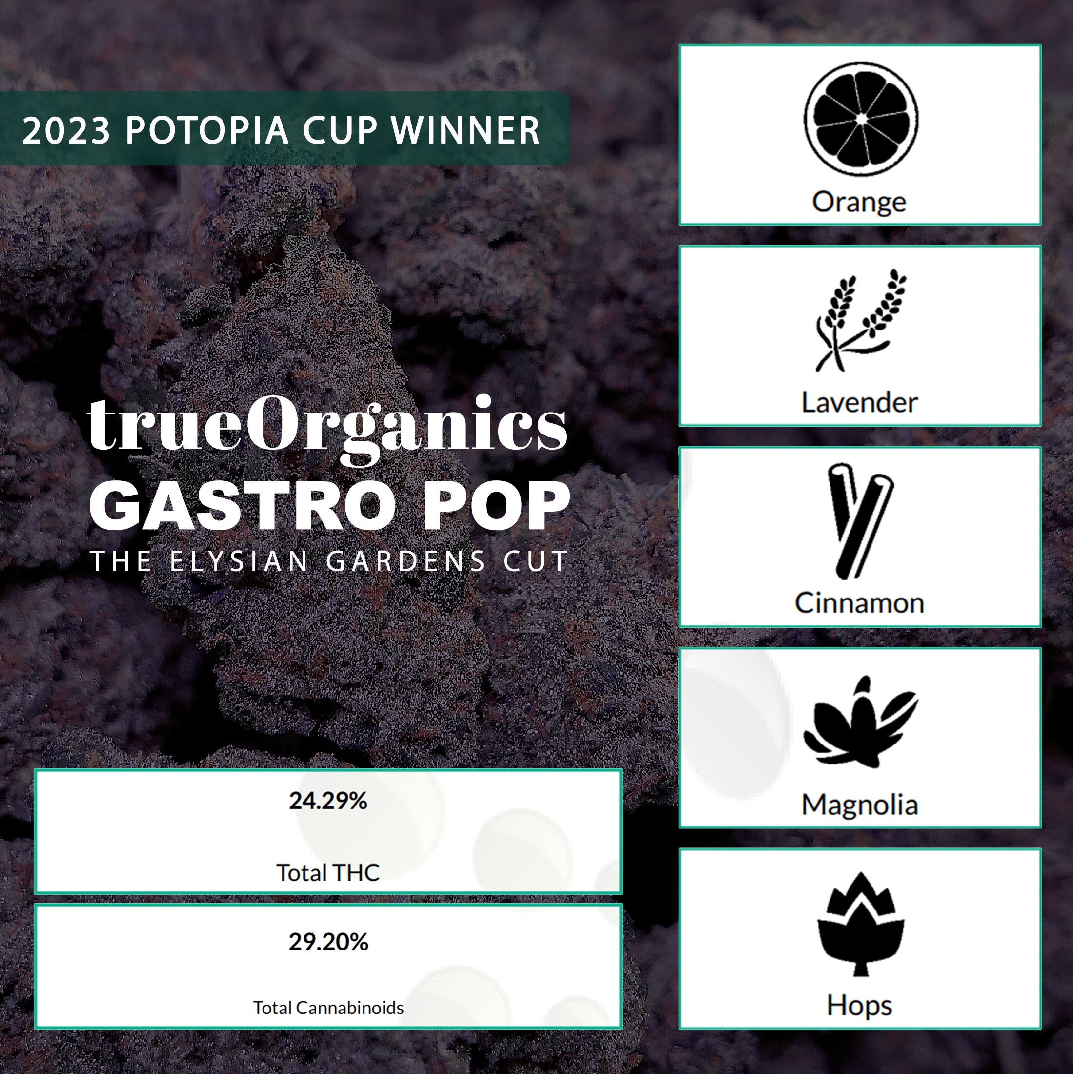 gastro-pop-coa-graphic.png