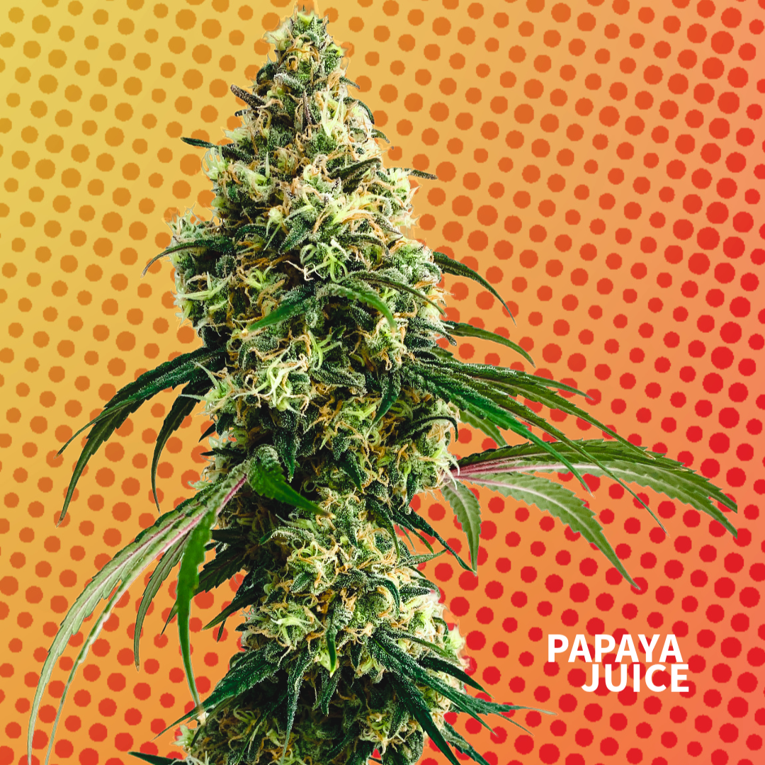 Papaya Juice Strain flower picture featuring slightly pointed buds that are bright lime green with vibrant orange pistals