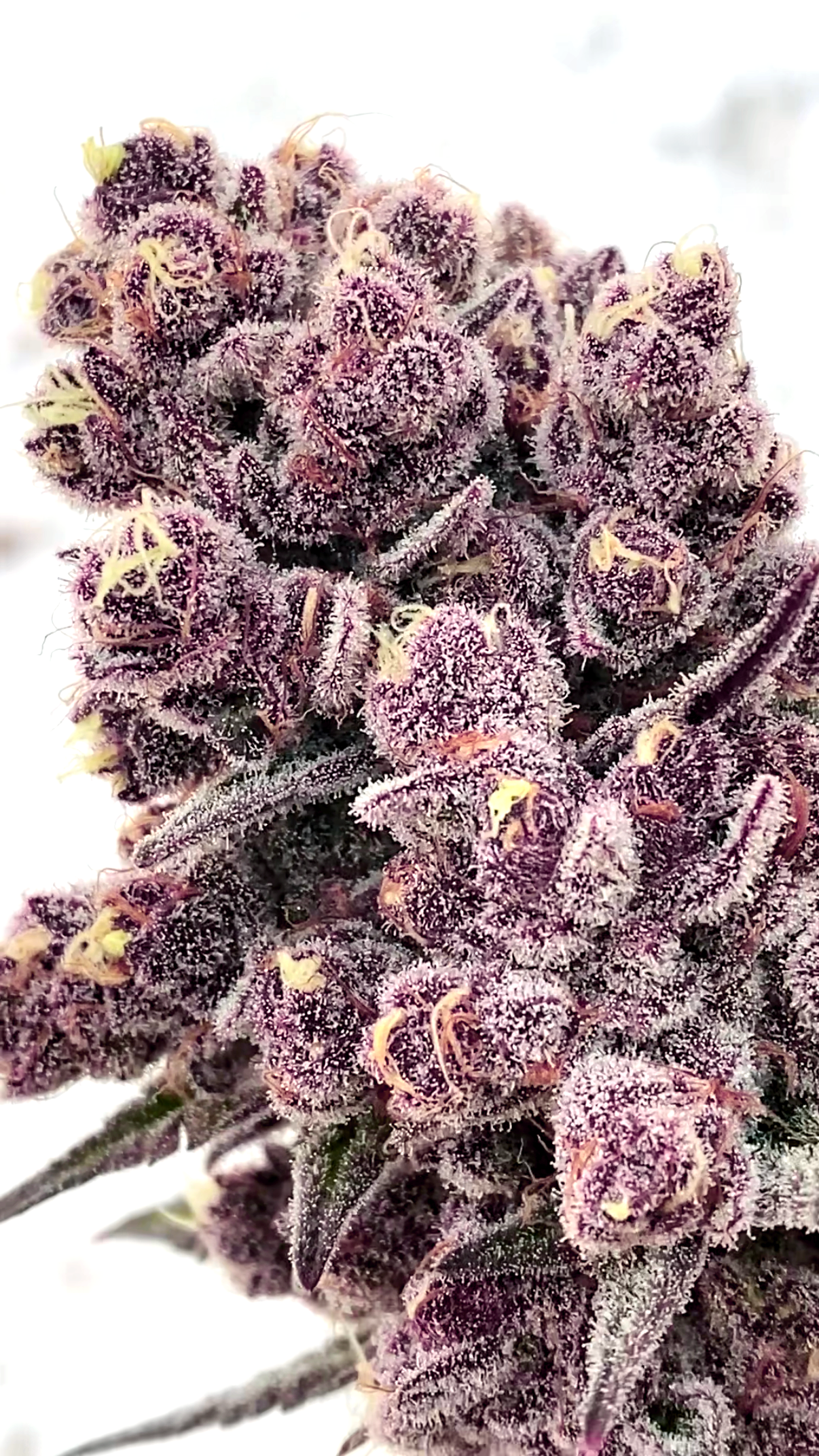 gastro-boof-trichomes.png