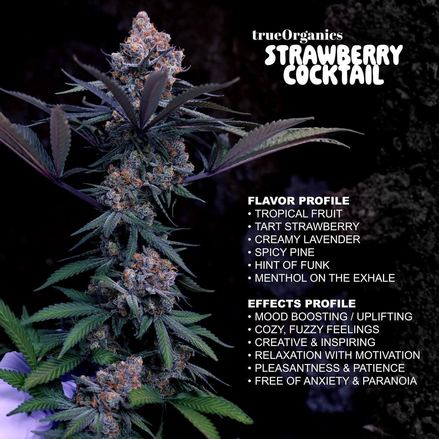 Have you ever gotten paranoid on flavorless reggies? We&rsquo;re here to help 🤝 We bred this Strawberry Cocktail ( Melted Strawberries x Garlic Cocktail ) for you and the first micro batch is fresh out of testing. 

✨ We picked the phno with the bes