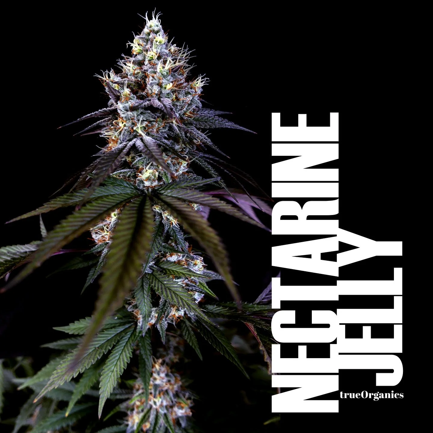 Input &mdash;&gt; Output. Because rotten roots don&rsquo;t grow good fruit.

Nectarine Jelly : Peach Panther x GovernMint Oasis. Bred by @realpurplecitygenetics 

NFSOT: Not for sale - Just for transparency and education.