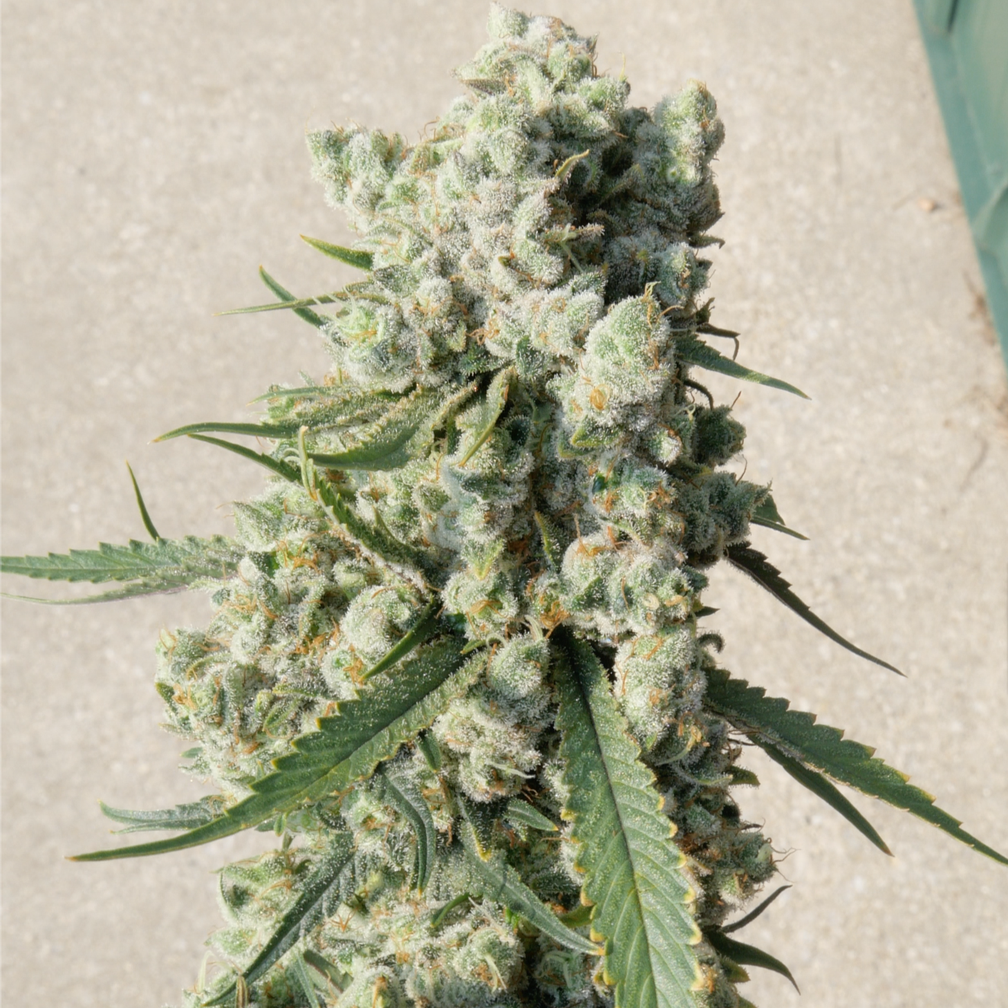 Juicelation Flower
