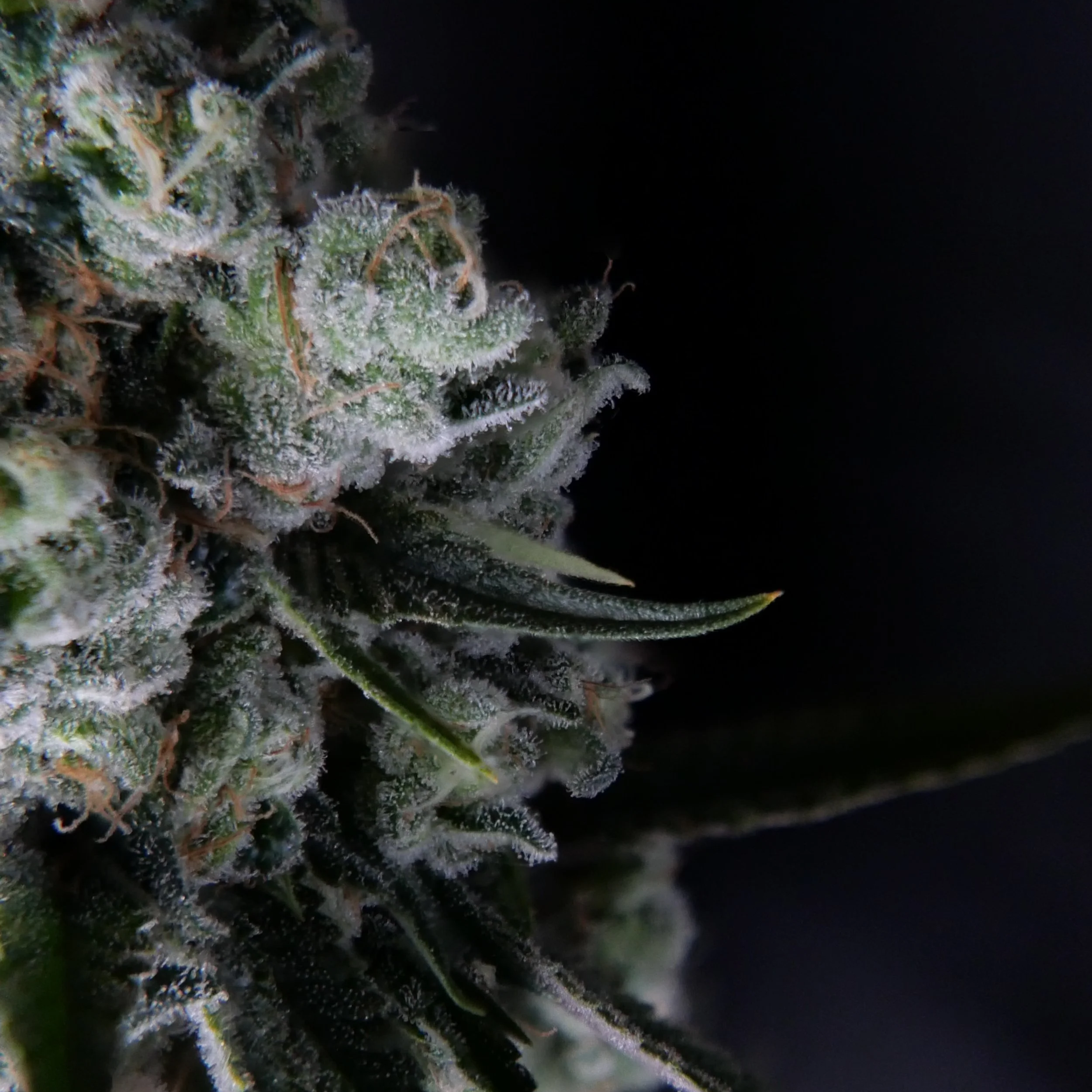 Juicelation Trichomes