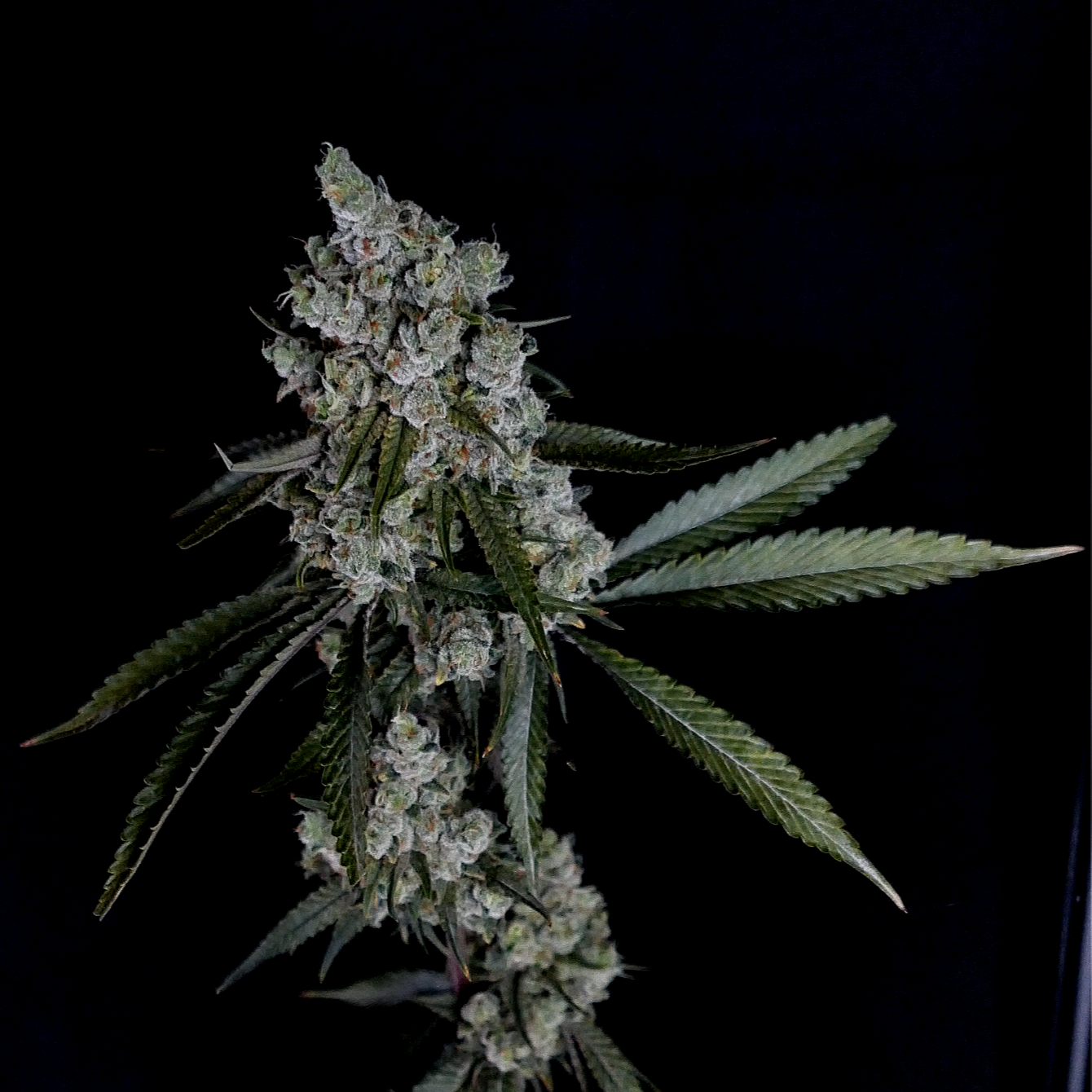 Juicelation Organic Cannabis
