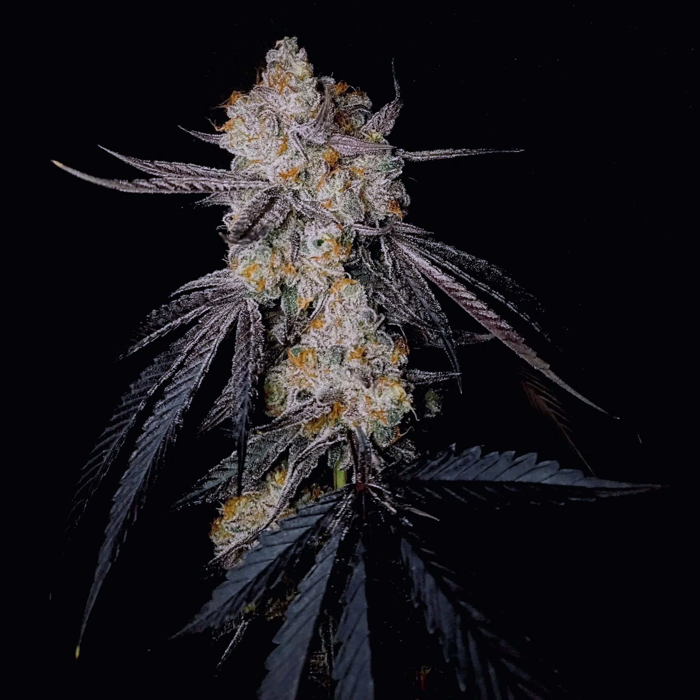 Zushi Treats Pheno #4