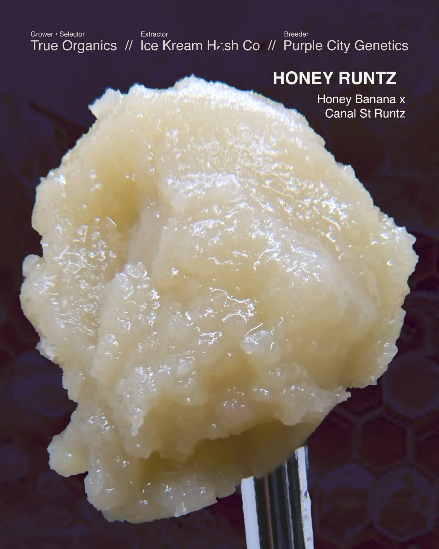 🐝 H o n e y R u n t z : Honey Banana x Canal St Runtz. 
We hunted this one ourselves from @realpurplecitygenetics / @purplecityeurope packs and selected the terpi est phe no - it set a new personal best for our live ro sin.

🍌 It&rsquo;s wild how e