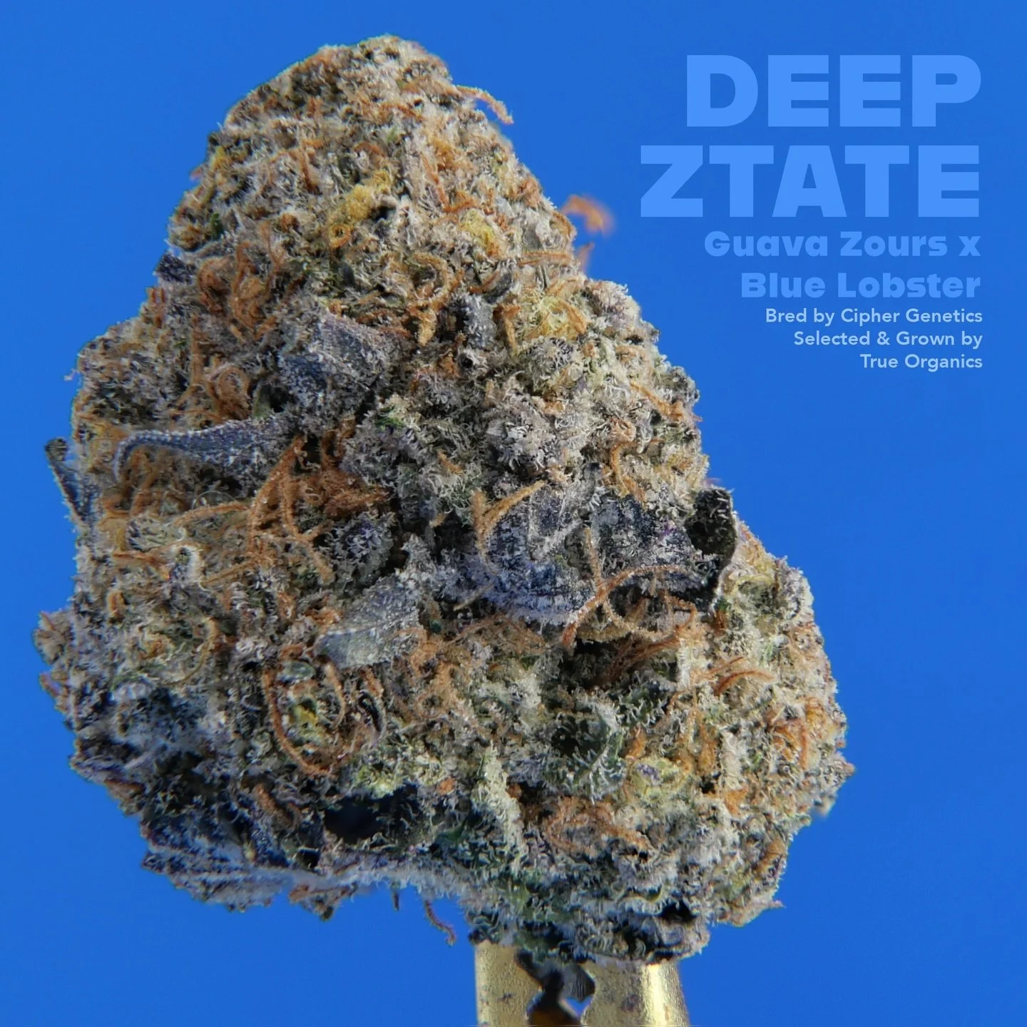 DEEP ZTATE Guava Zourz x Blue Lobster . Our selection of this @ciphergenetics creation rocks sour gas with a hint of rubber that develops into fruity, tart, citrusy flavors, with juniper berries on the exhale. 

If you want to put down your phone and
