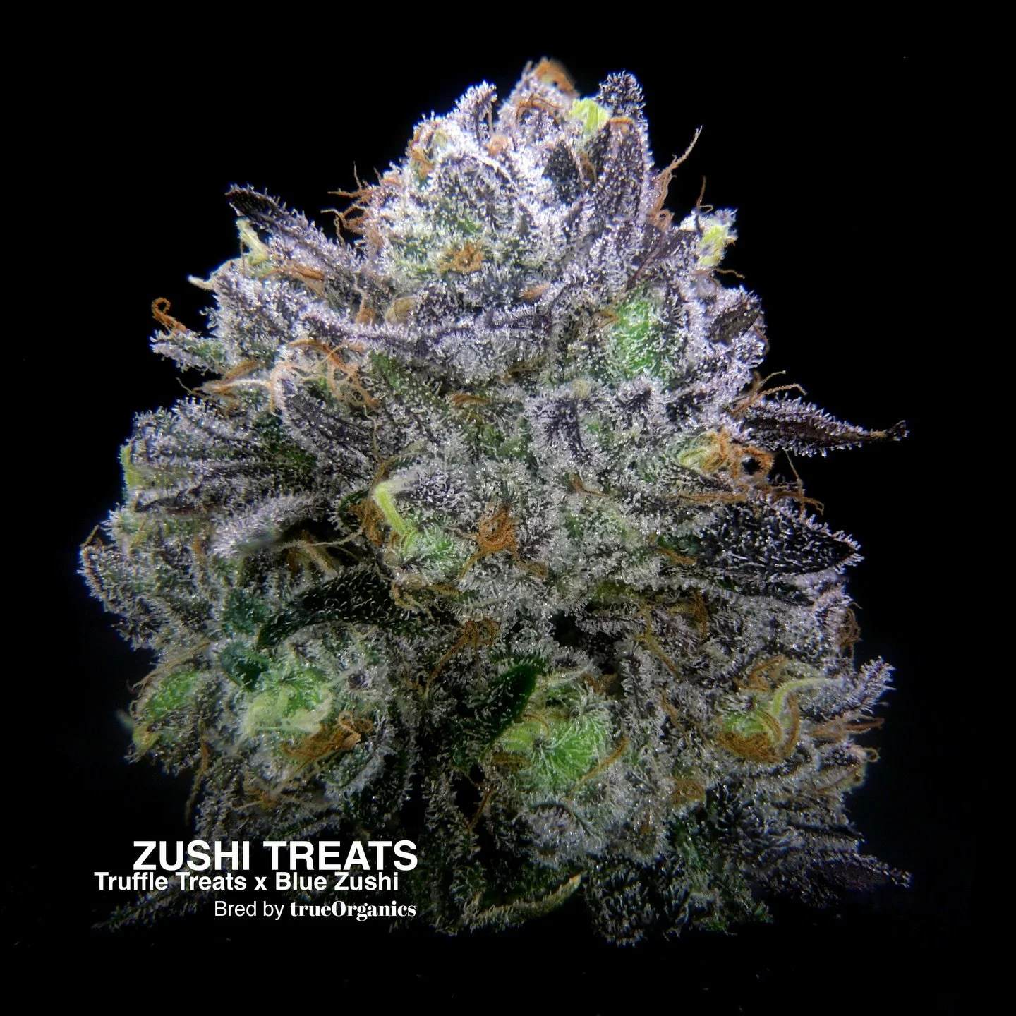 🍬🍣 ZUSHI TREATS 🍣🍬 Truffle Treats x Blue Zushi. Gas and sweet Z t3rpz combine with savory umami notes. This one is super unique, layering dynamic flavors of Fuel + Candy + Dank Earth + Tea + Nuts + Butter + Pine + Ocean 🧜&zwj;♀️ Mind and body re