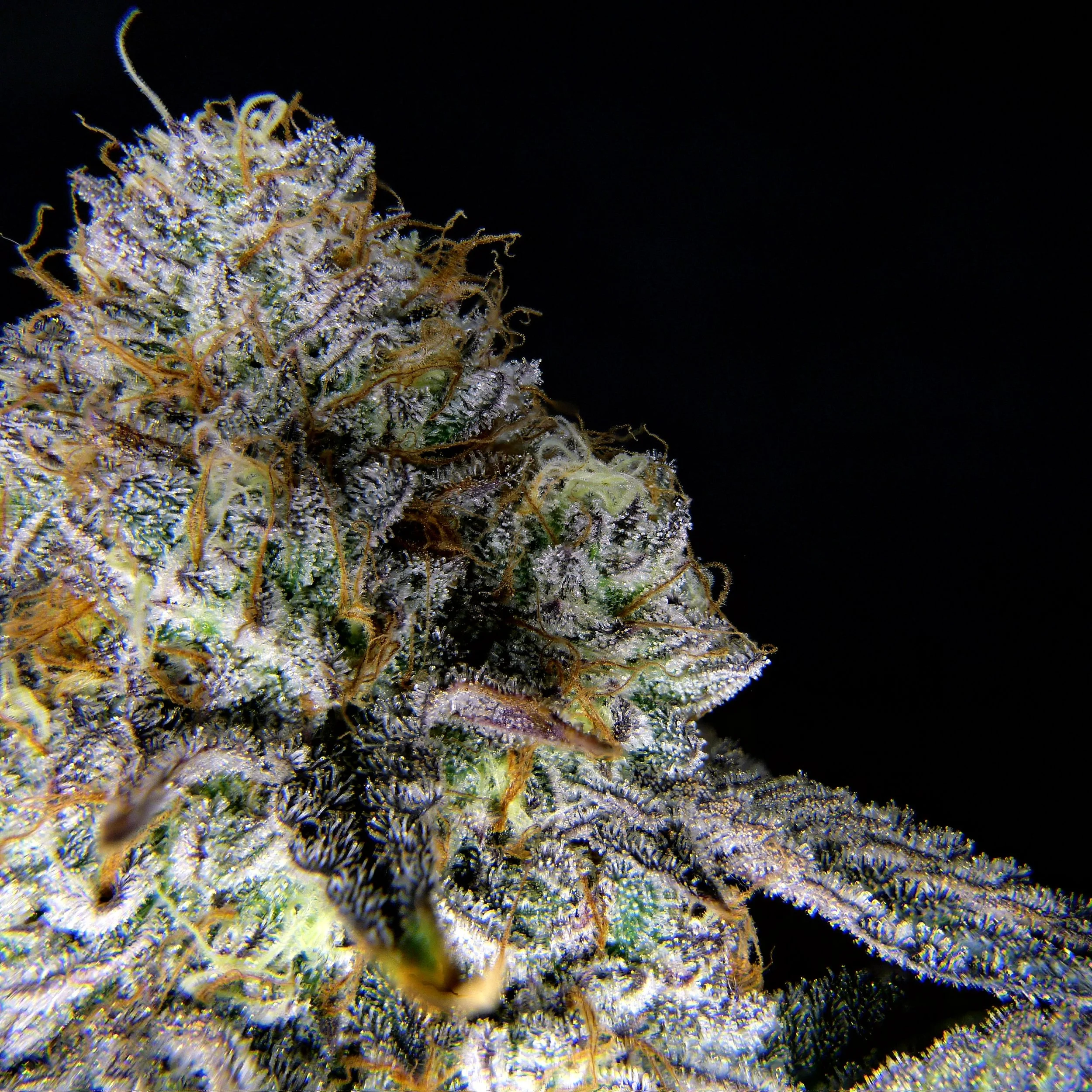 True Organics Killer Cupcakes Strain