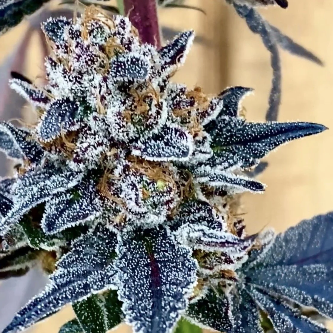 Super-Mon-Strain-Bud.jpg