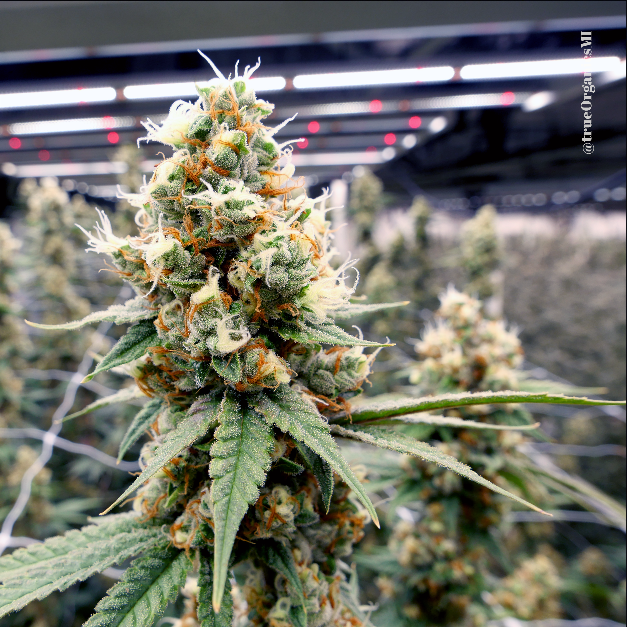 Sour Peaches Strain