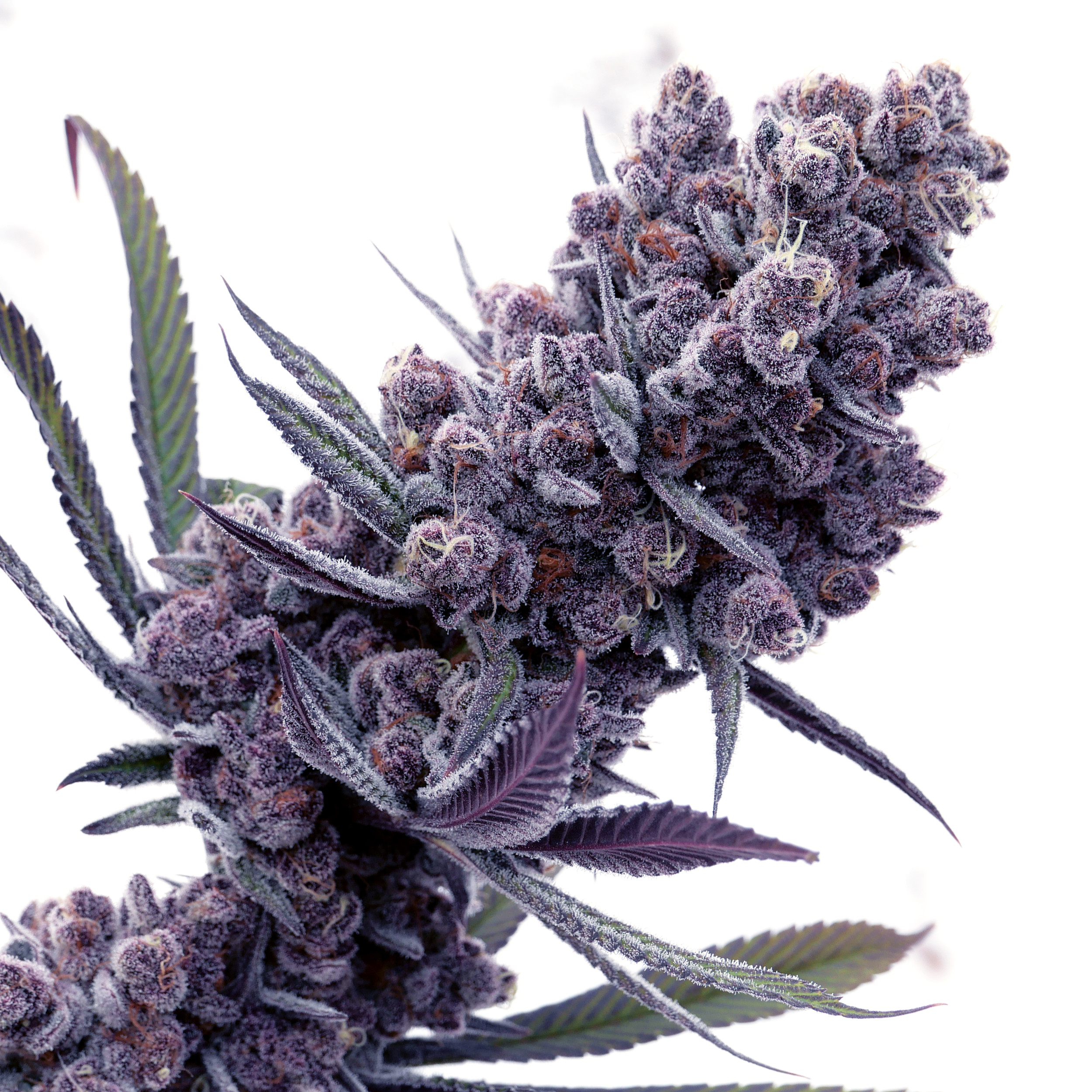 gastro-boof-flower.png