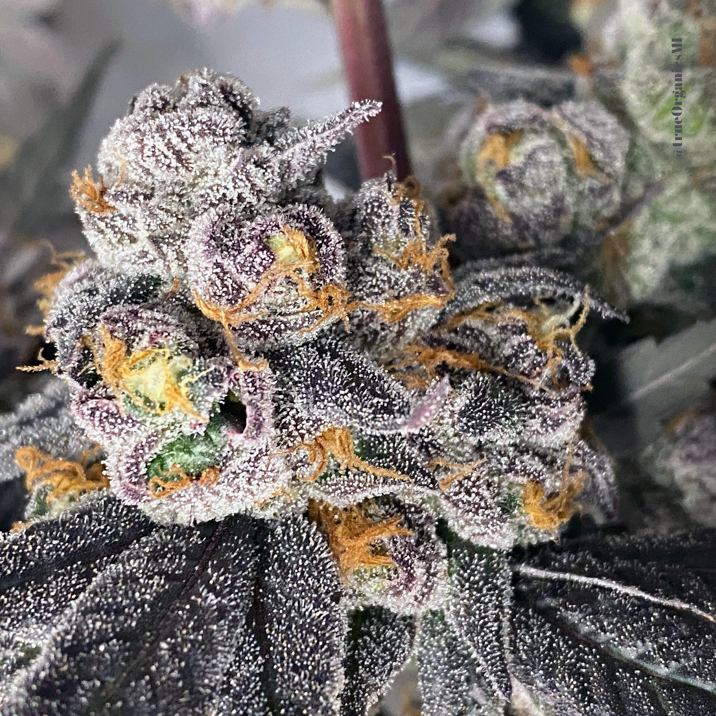 True Organics Grape Gas Flower is super frosty with deep purple buds with flare orange hairs