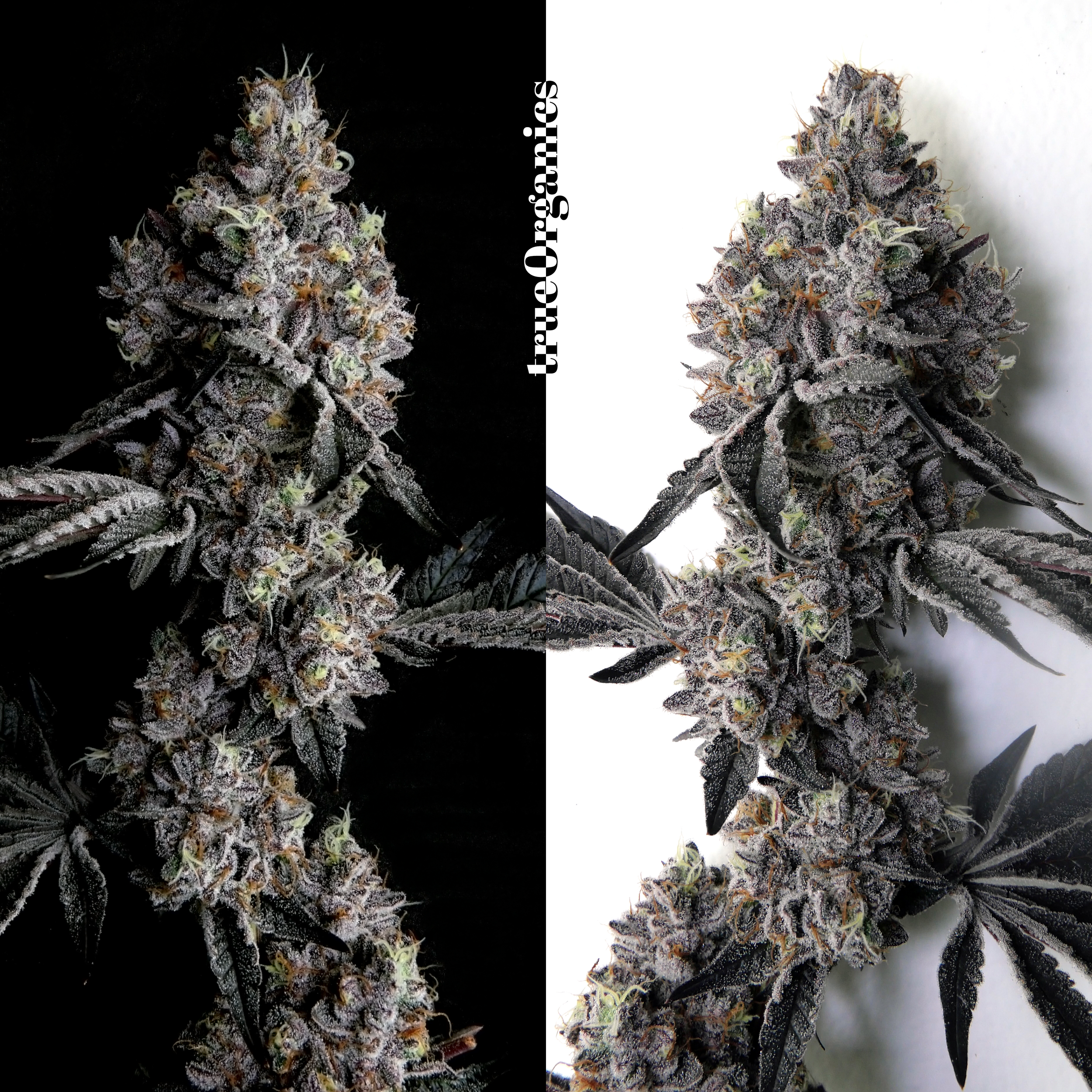 Bananaconda Strain