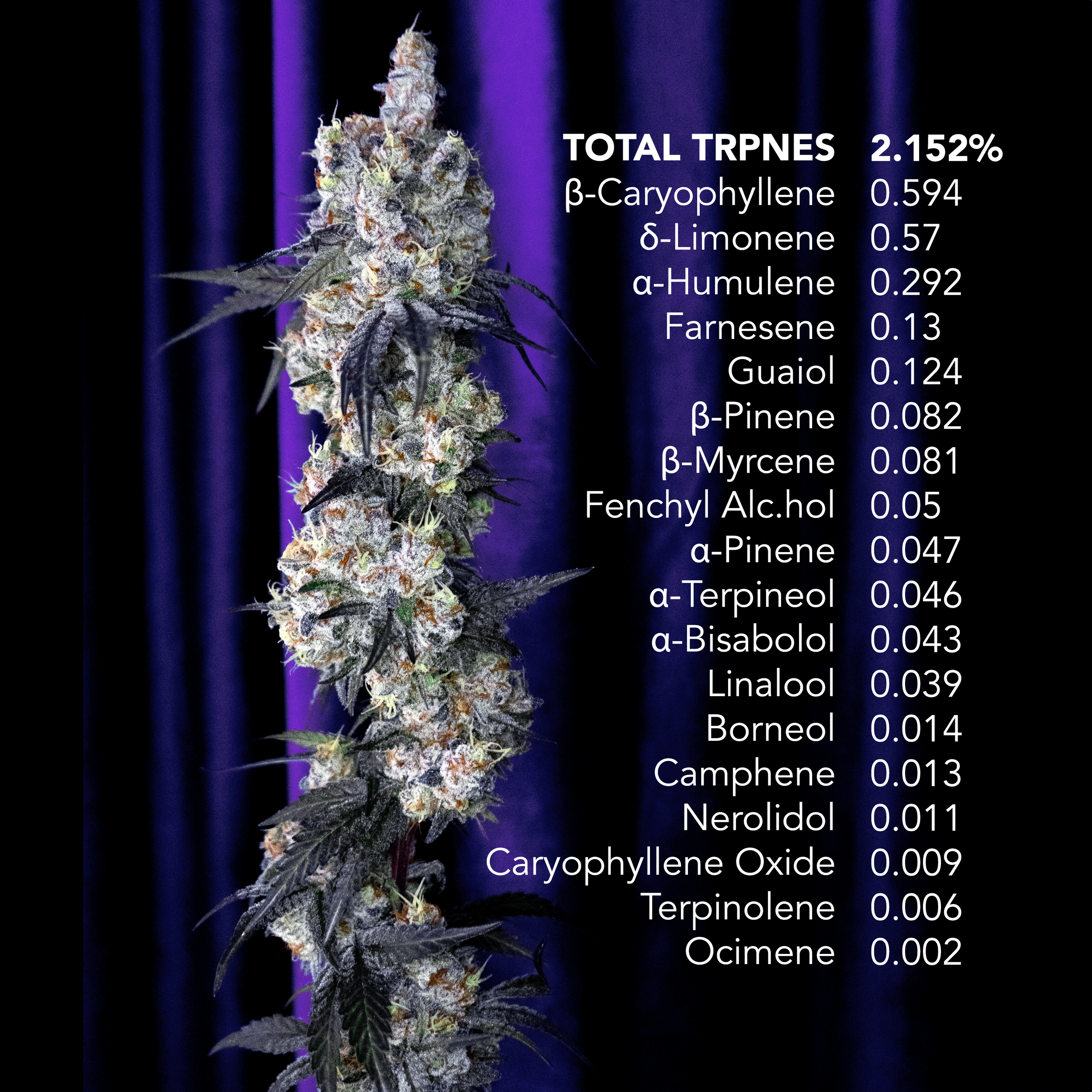 Nectarine Jelly Terpenes