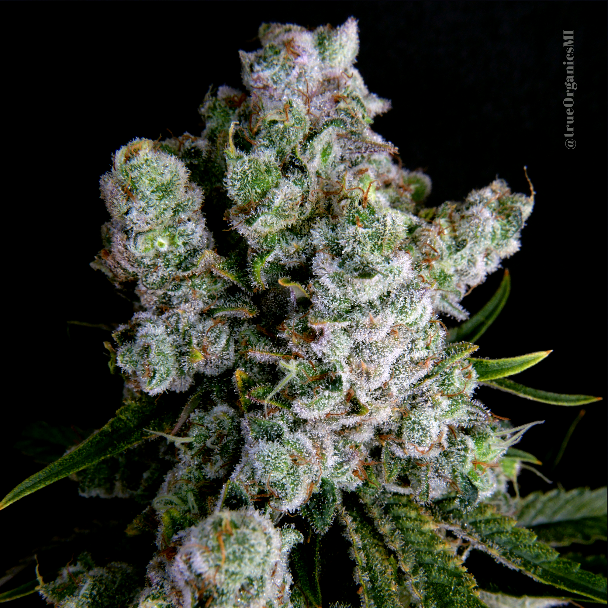 Juicelation Strain