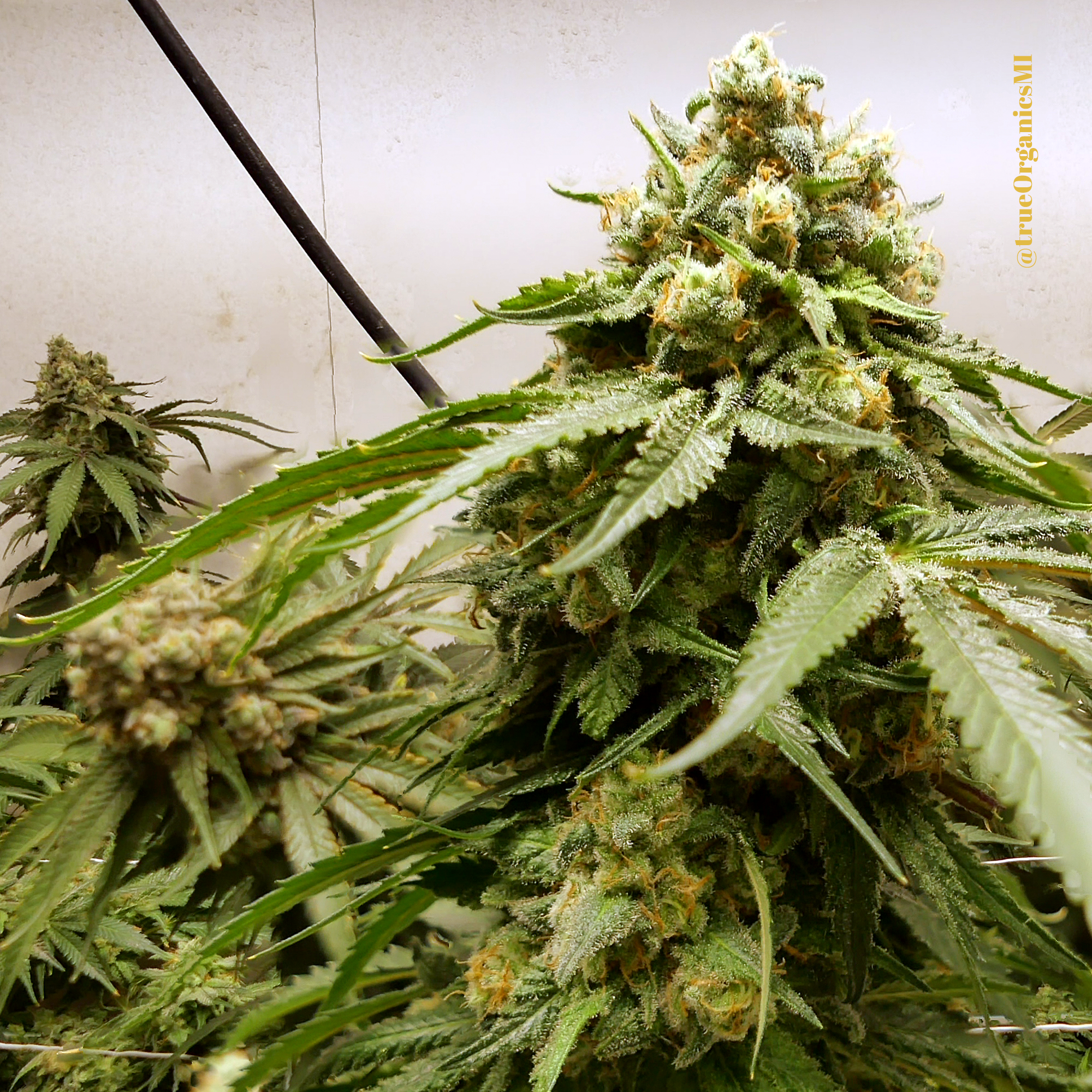 Papaya Bomb Strain