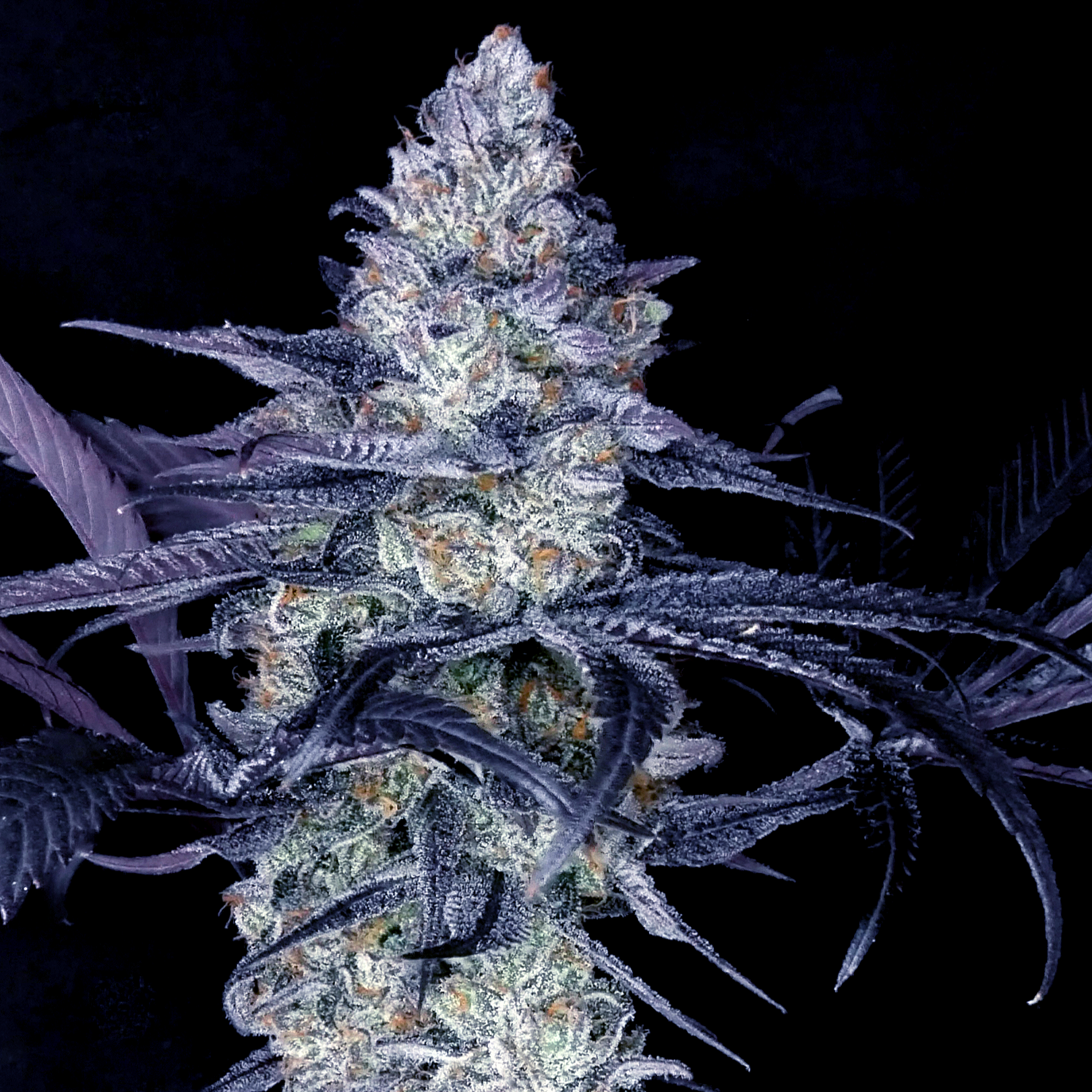 Super Mon Strain Flower