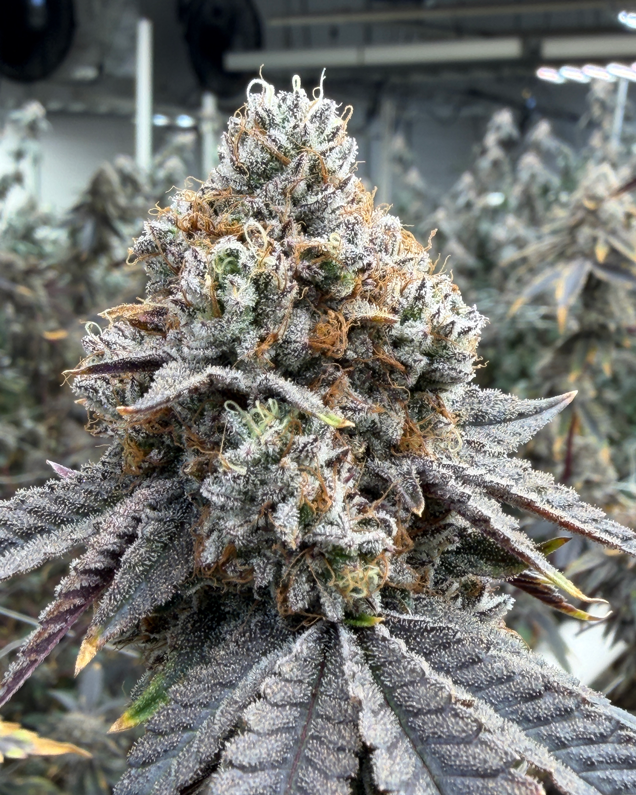 Killer Cupcakes Cannabis Garden