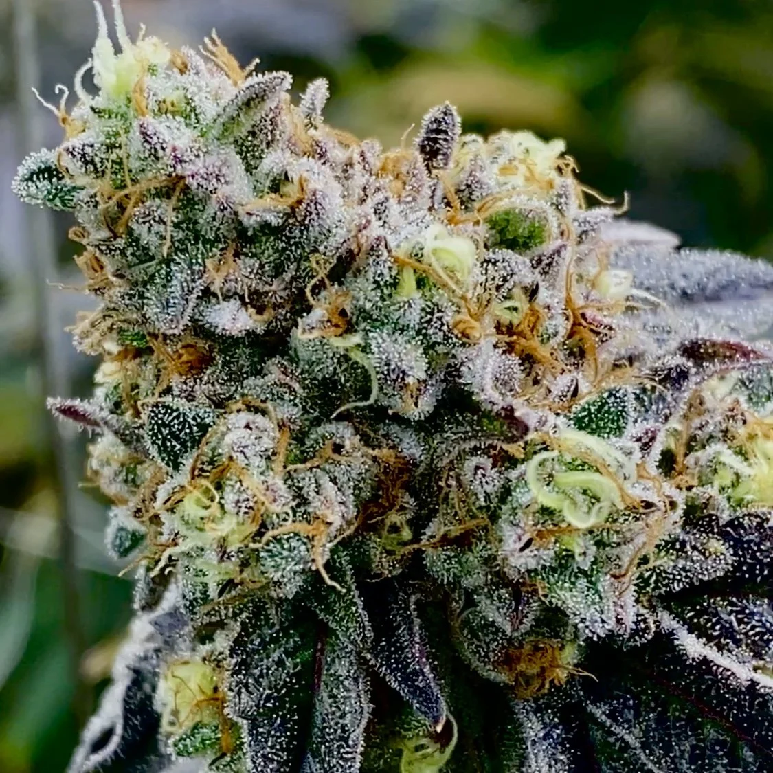 Jelly Donutz Strain by True Organics Organic Cannabis