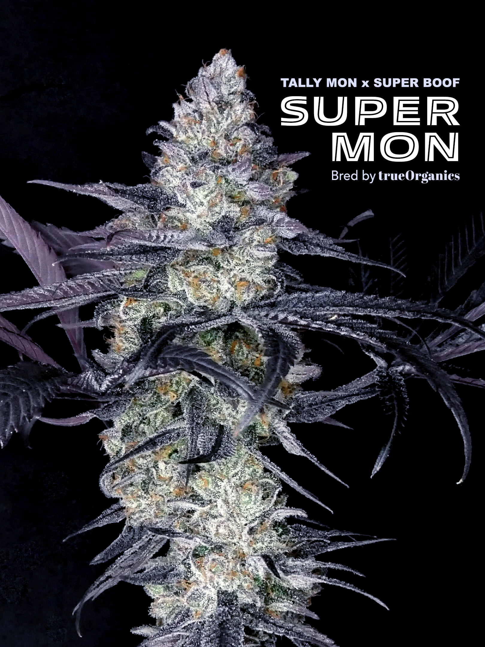 super-mon-flower-IG.png