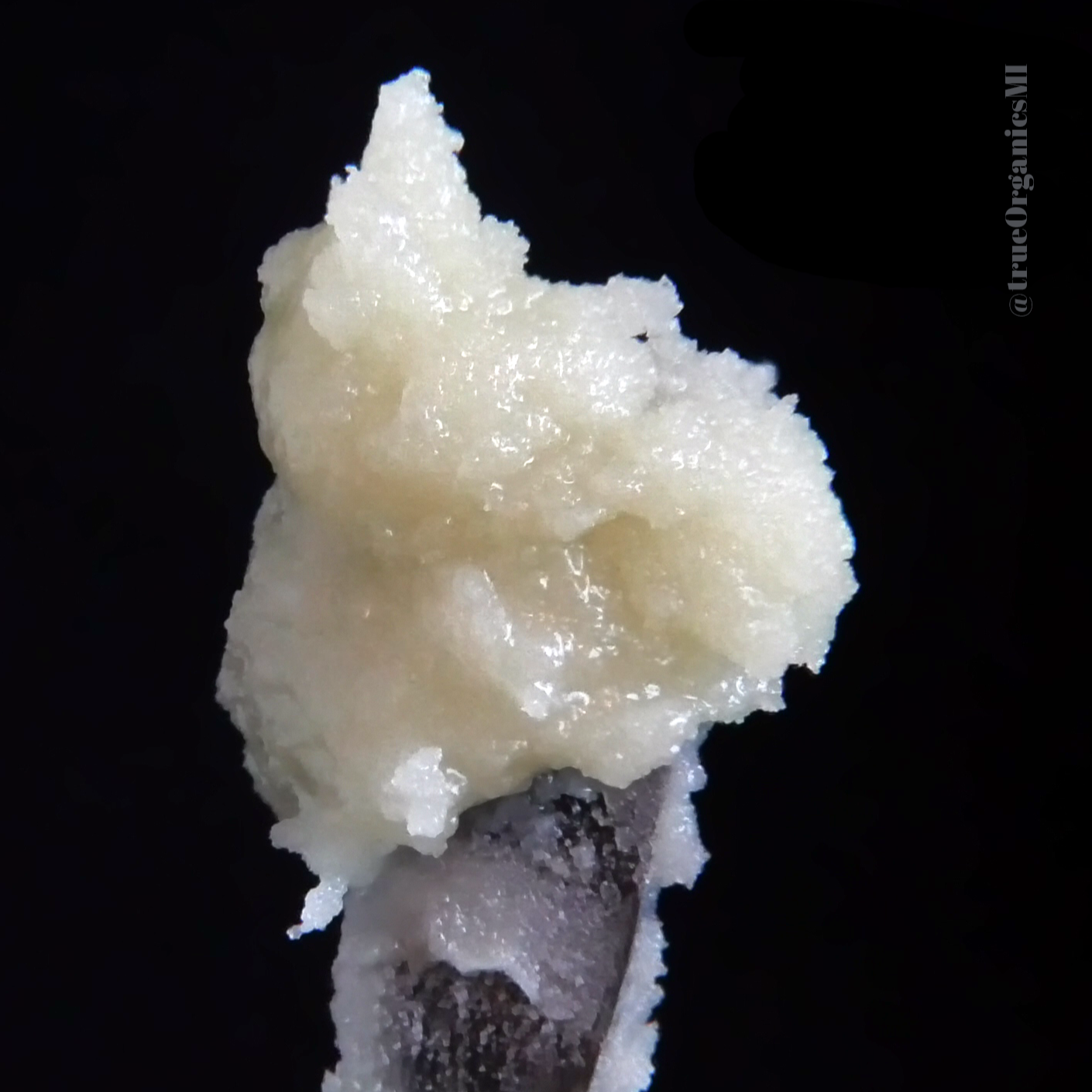 Grape Gas Strain by True Organics Organic Cannabis