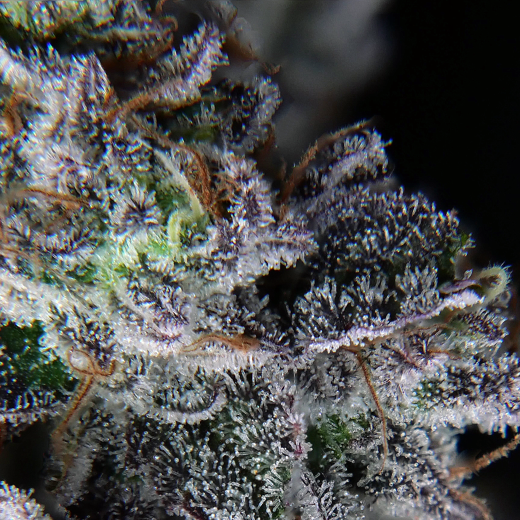 Zushi Treats Trichomes